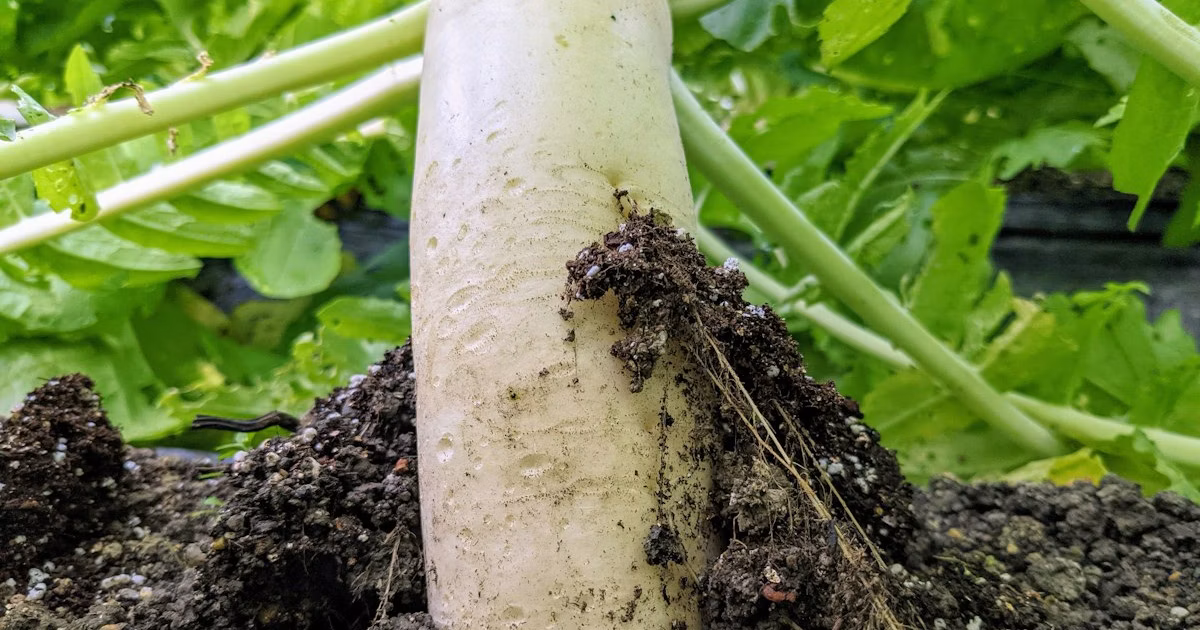 Swap the Pumpkin for a Daikon This Halloween | Knowledge #548