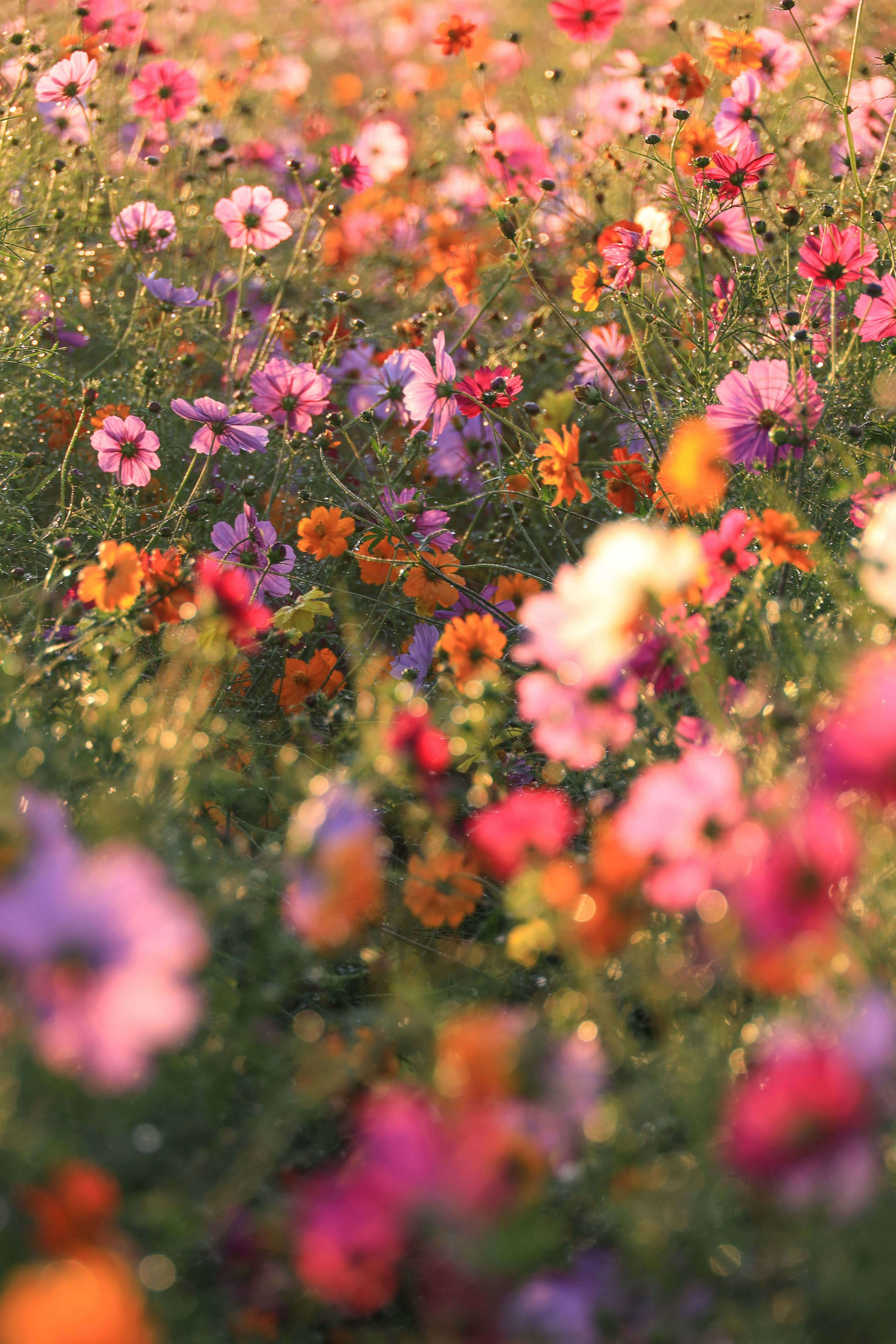 2026-09-autumn-cosmos-scenes-image-4