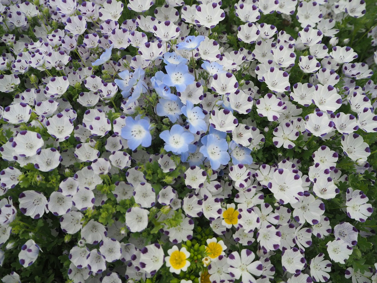 Image by ウキ