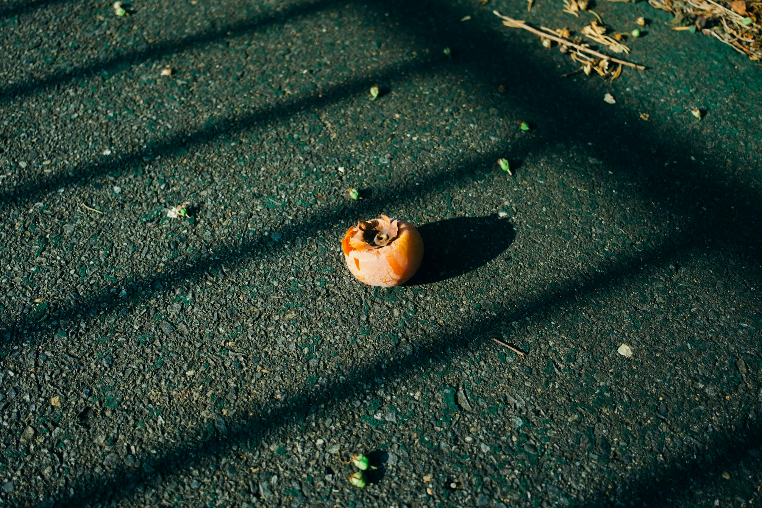 Photo by pointy
