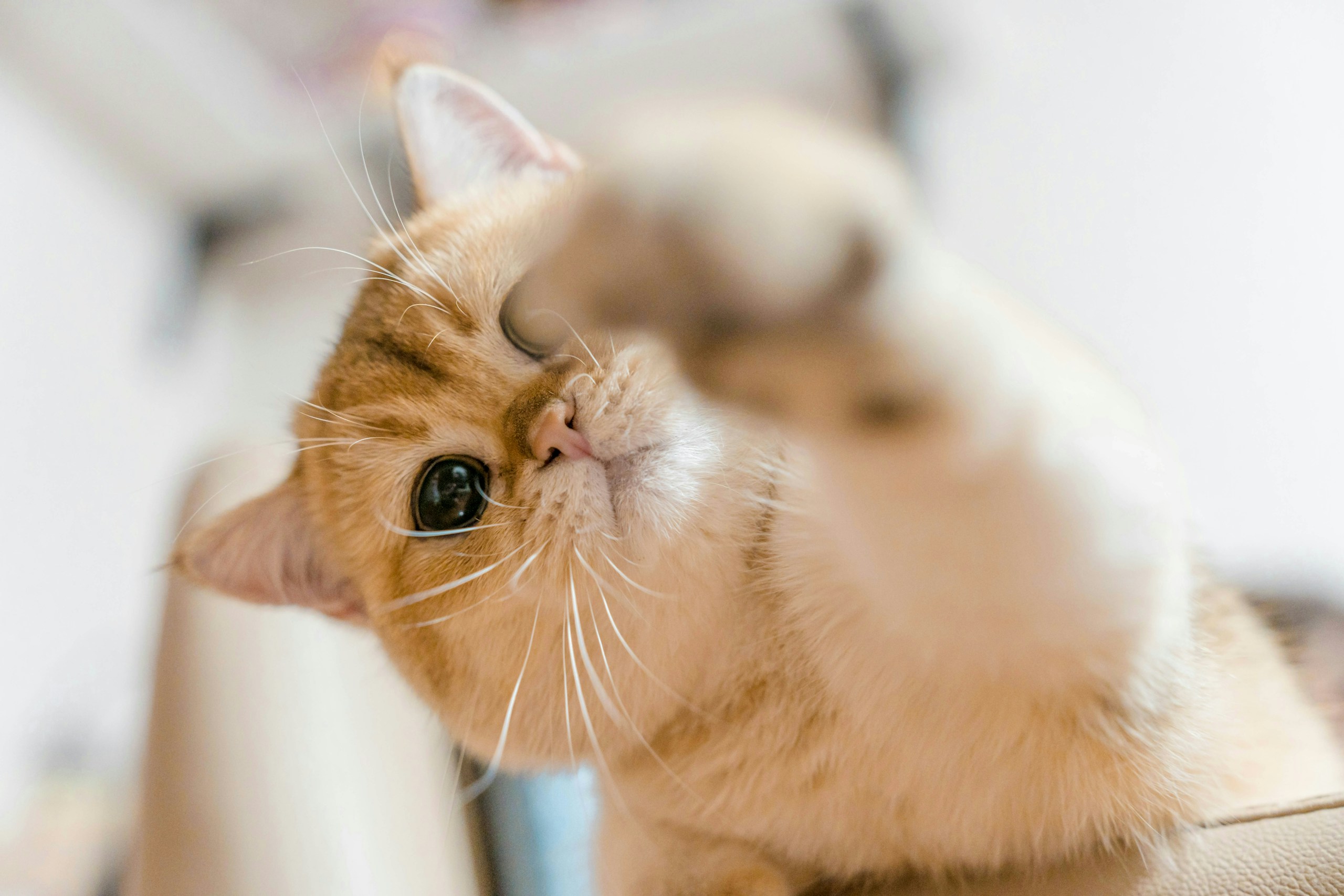 2026-04-find-new-pieces-cat-image-14