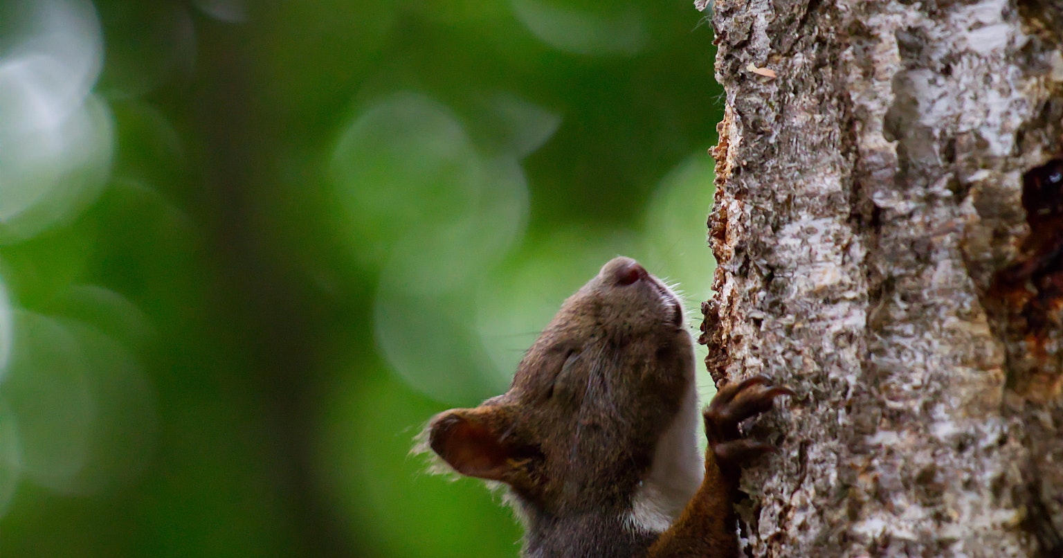 2024-07-zoo-photo-cover-image