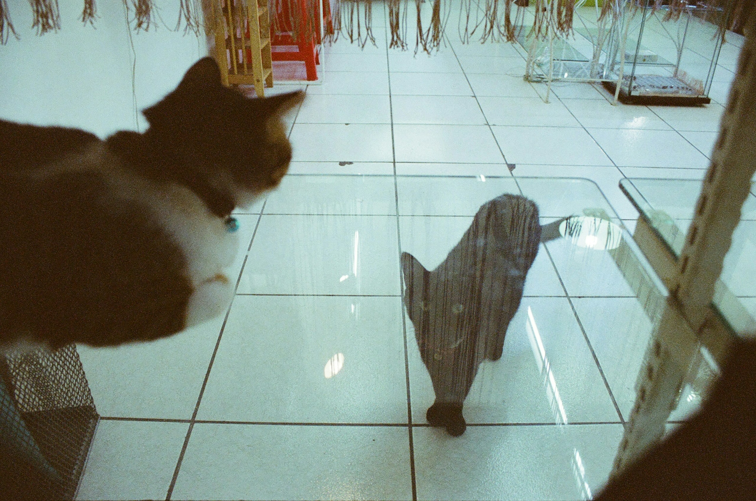 2026-04-find-new-pieces-cat-image-10