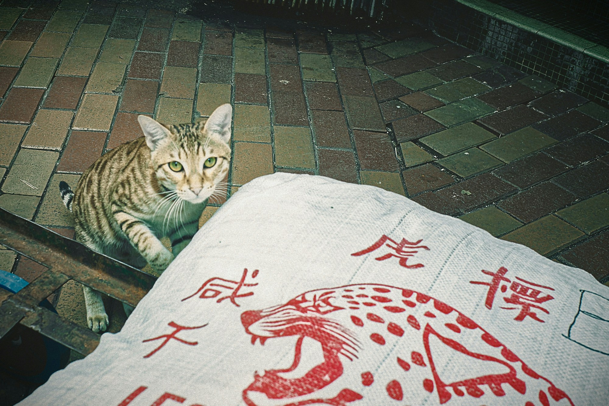 2026-04-find-new-pieces-cat-image-28