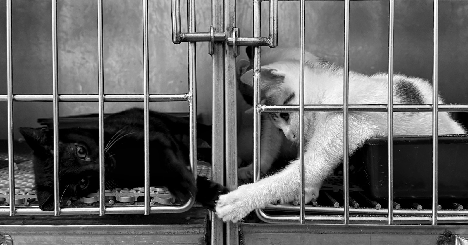 Read Your Photography | “Surely We’ll Find a Home, Too” | Focus #730