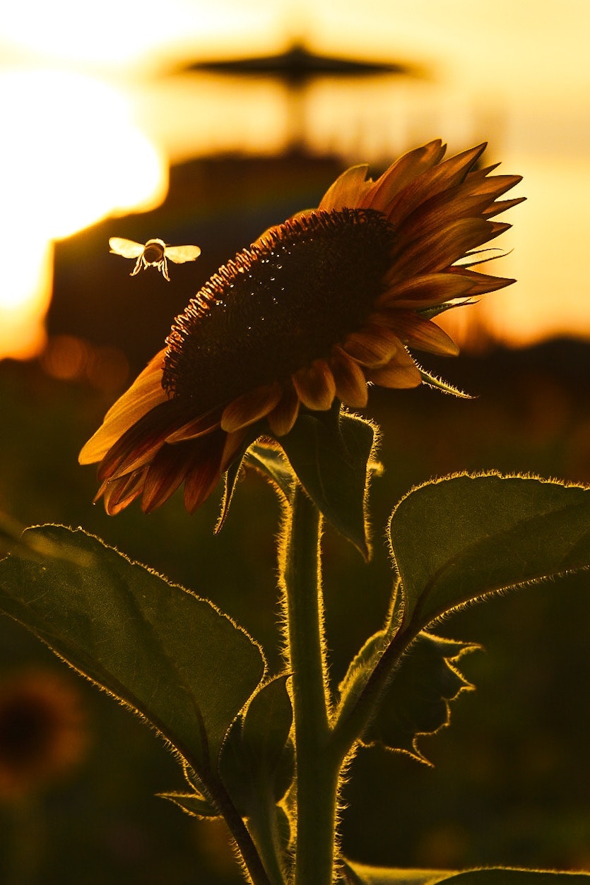 2025-09-seasonal-nature-award-image-8