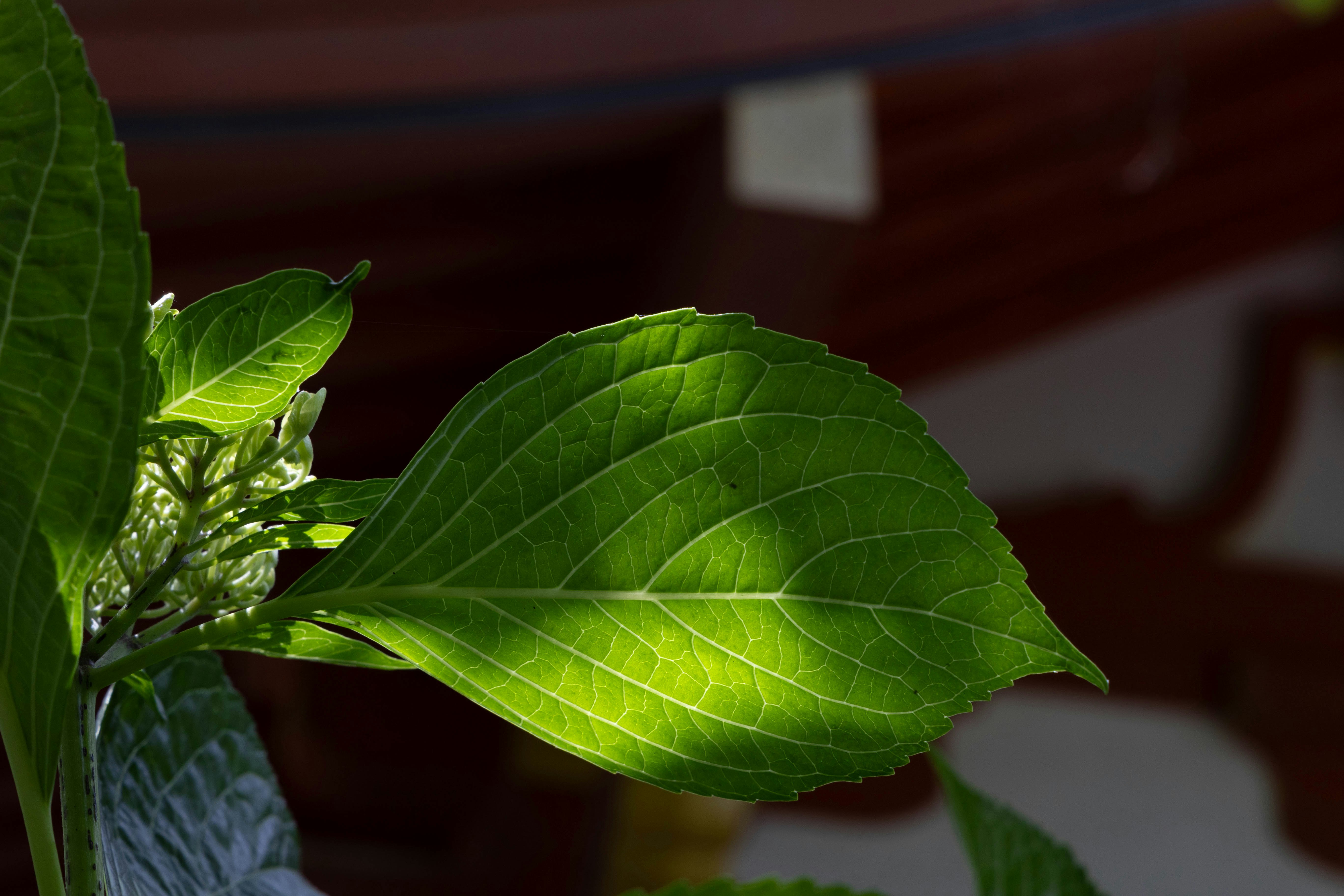 2026-04-green-light-cover-image