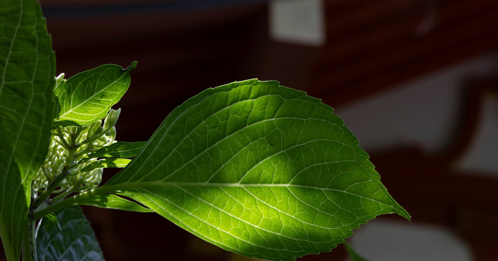 Reading Young Leaves, Reading Light: The Chromatic Sensibility of Forests from Spring to Early Summer | Focus #643
