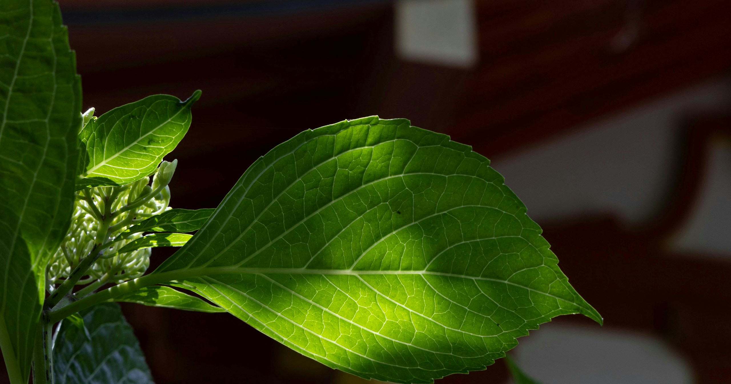 Reading Young Leaves, Reading Light: The Chromatic Sensibility of Forests from Spring to Early Summer | Focus #643
