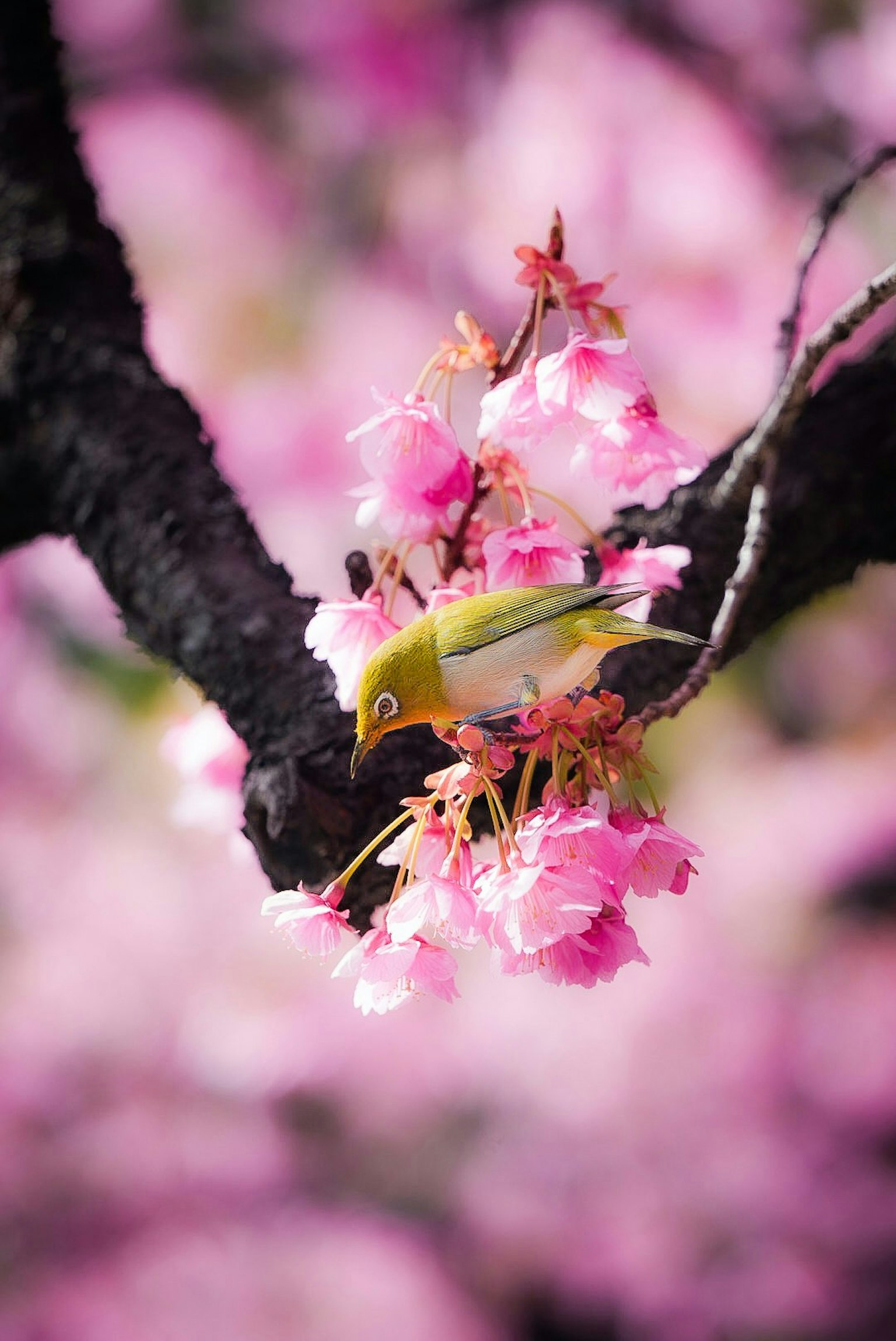 2025-03-bird-image-6