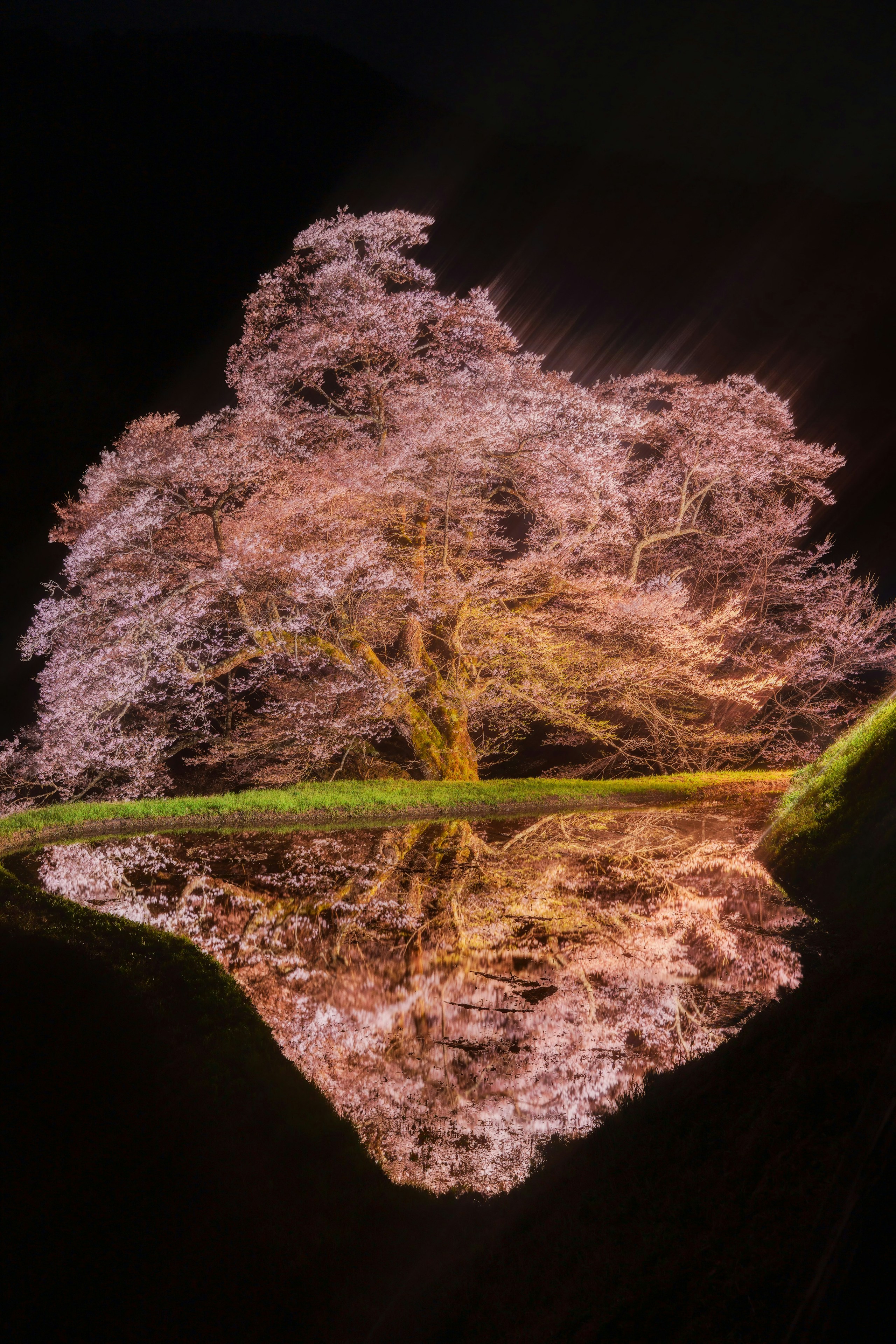 2025-06-blossoms-for-you-award-image-9
