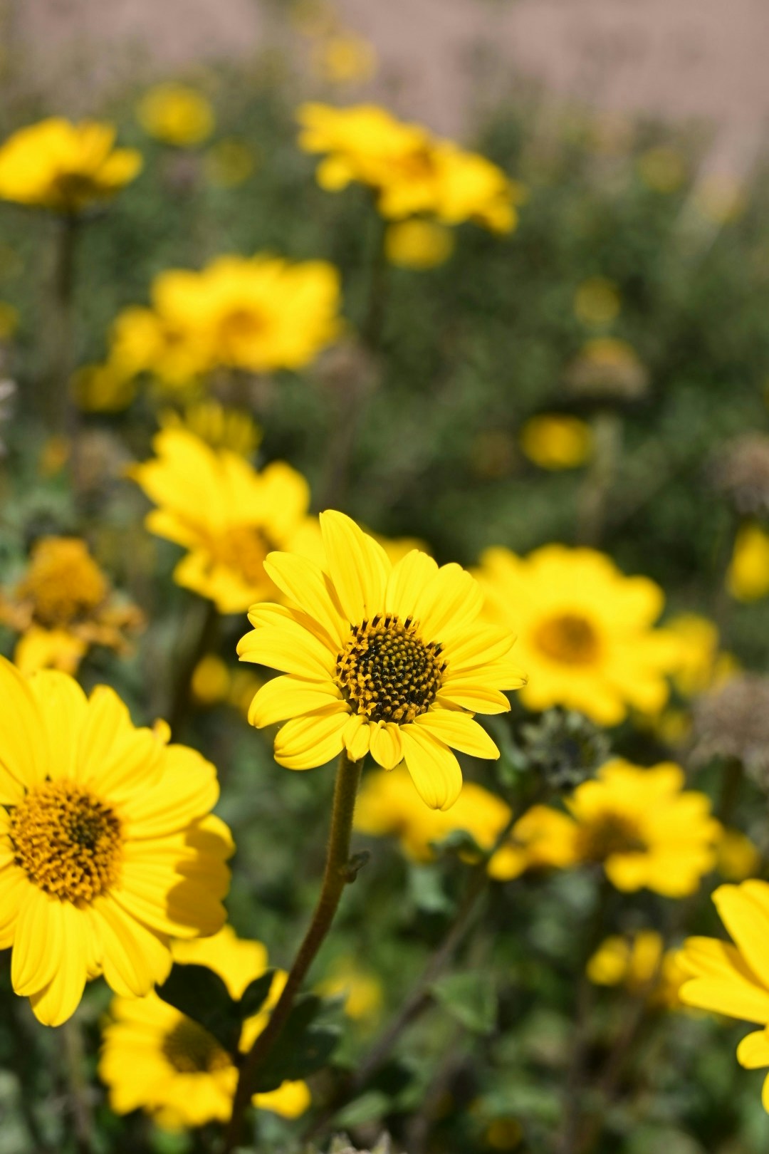 2026-04-find-new-pieces-flower-image-30