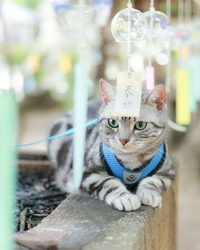 2024-02-cat-day-image-8