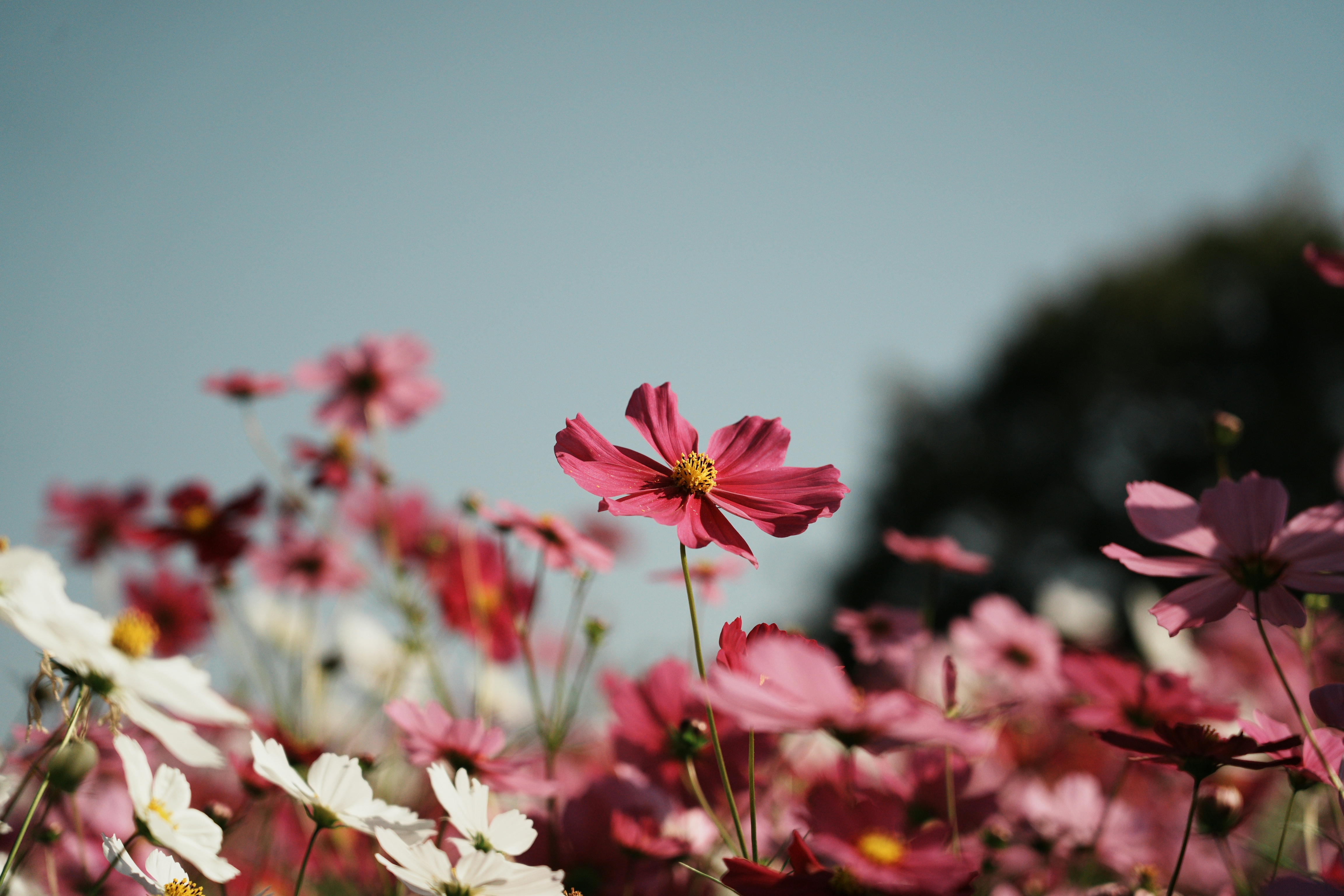 2026-09-autumn-cosmos-scenes-cover-image