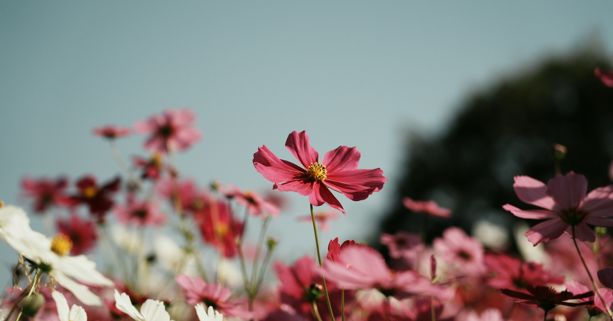 The Autumn Scenes Cosmos Create | Knowledge #522