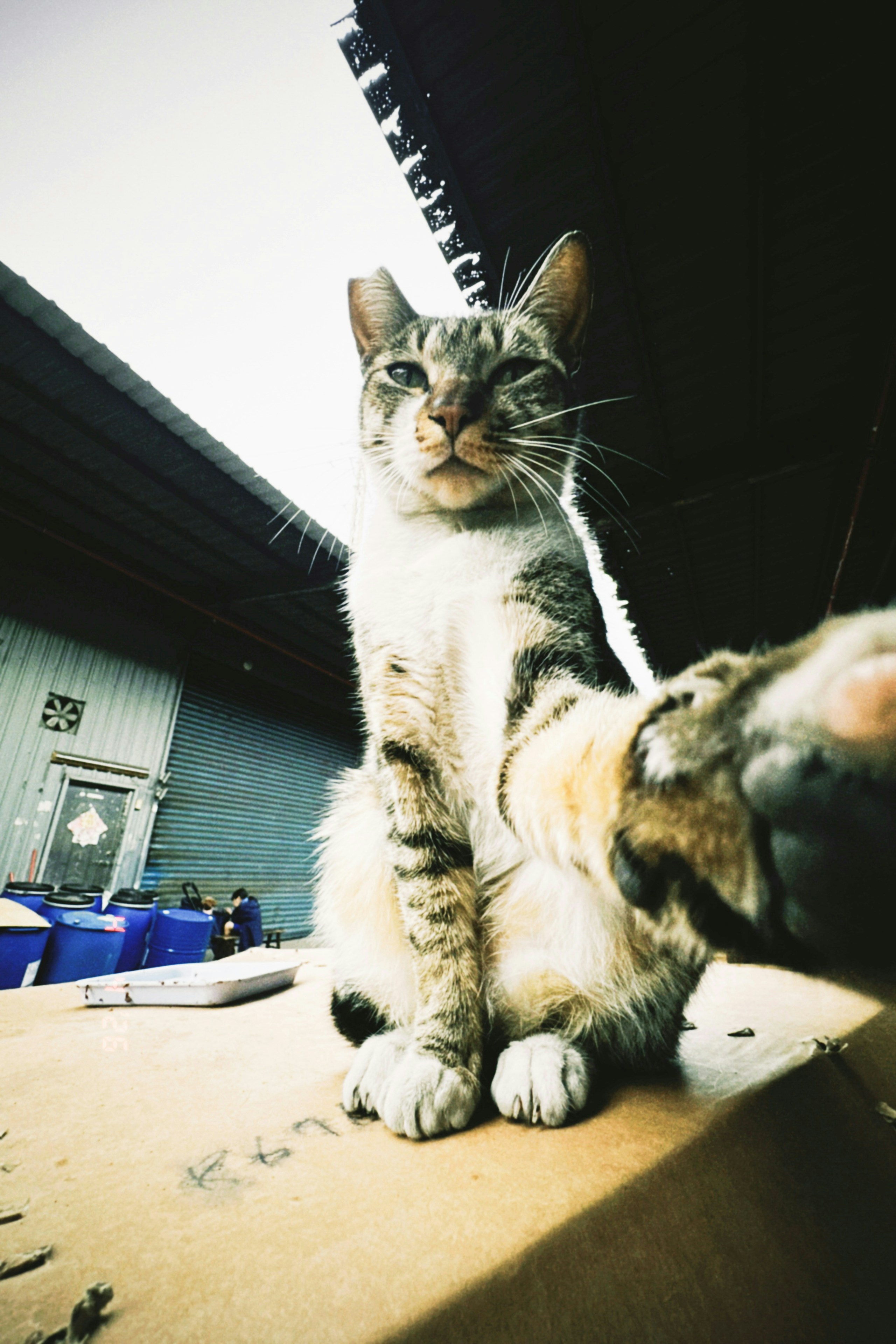 2026-04-find-new-pieces-cat-image-58