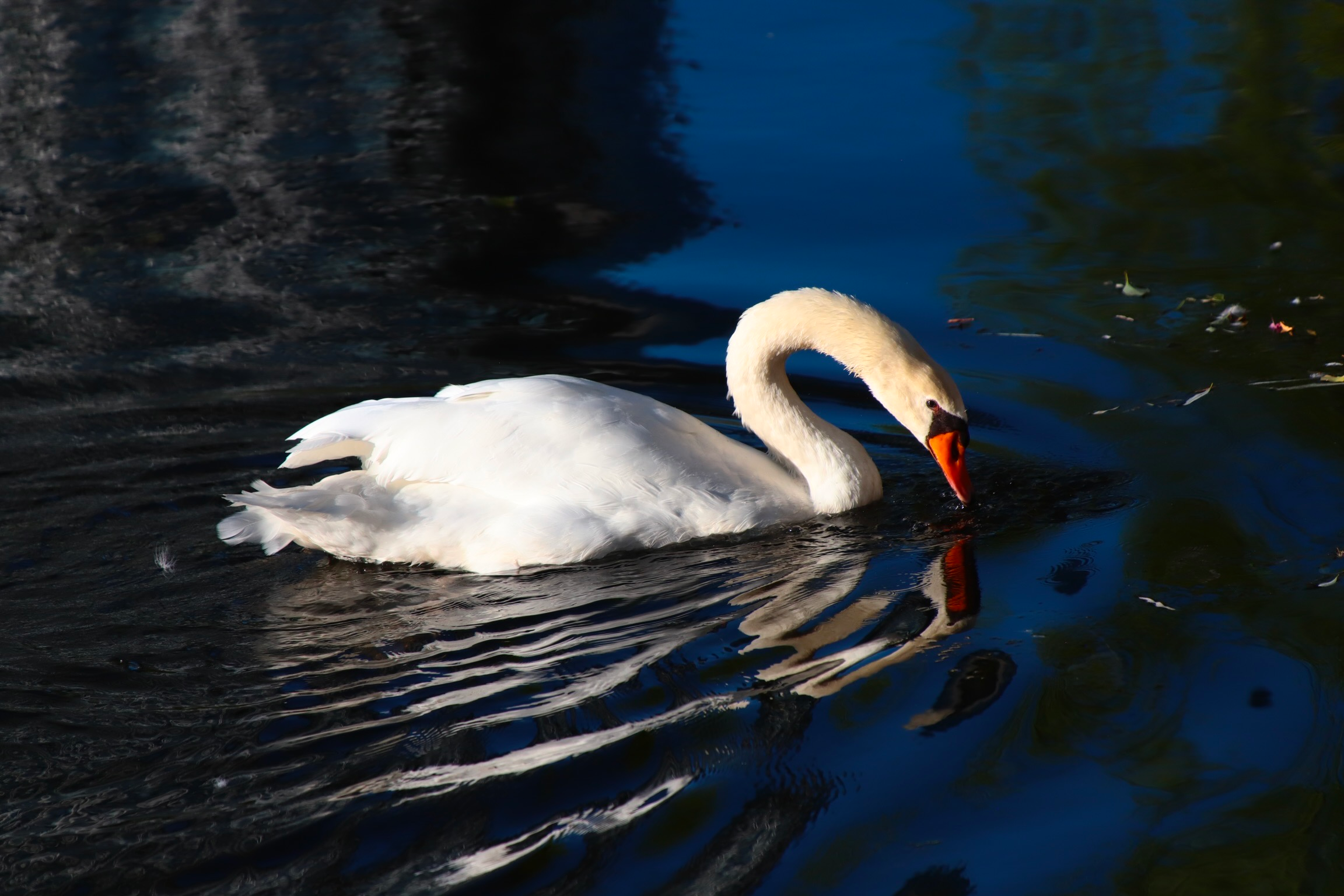 2023-11-world-animal-day-award-image-14