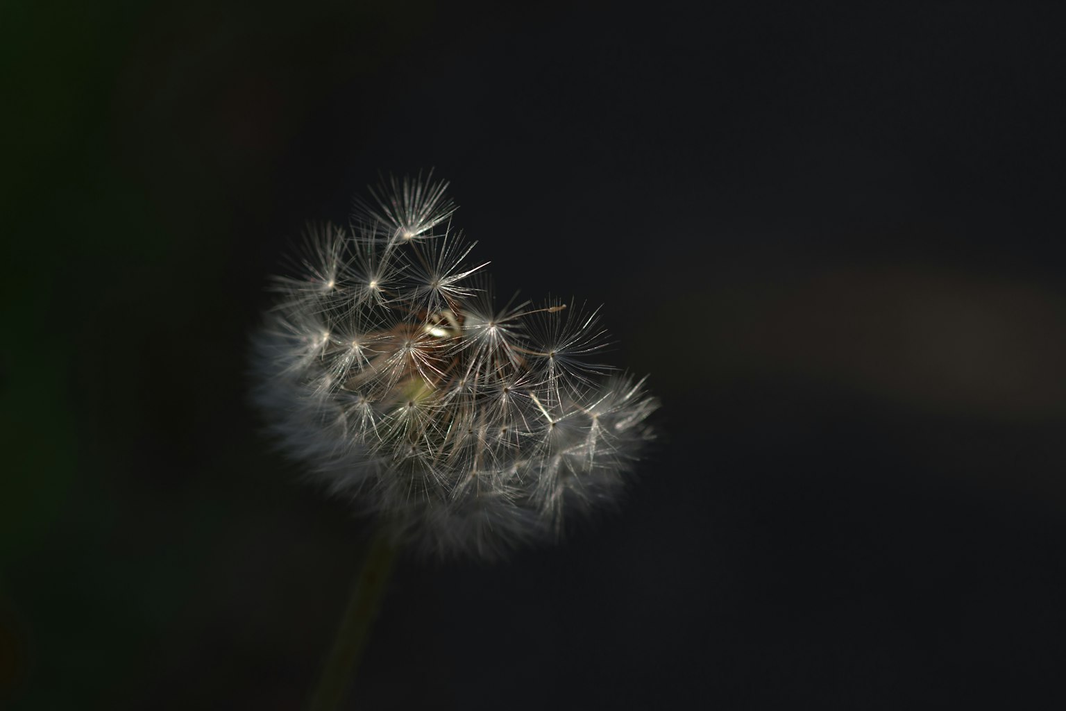 2024-06-100-years-of-green-image-6