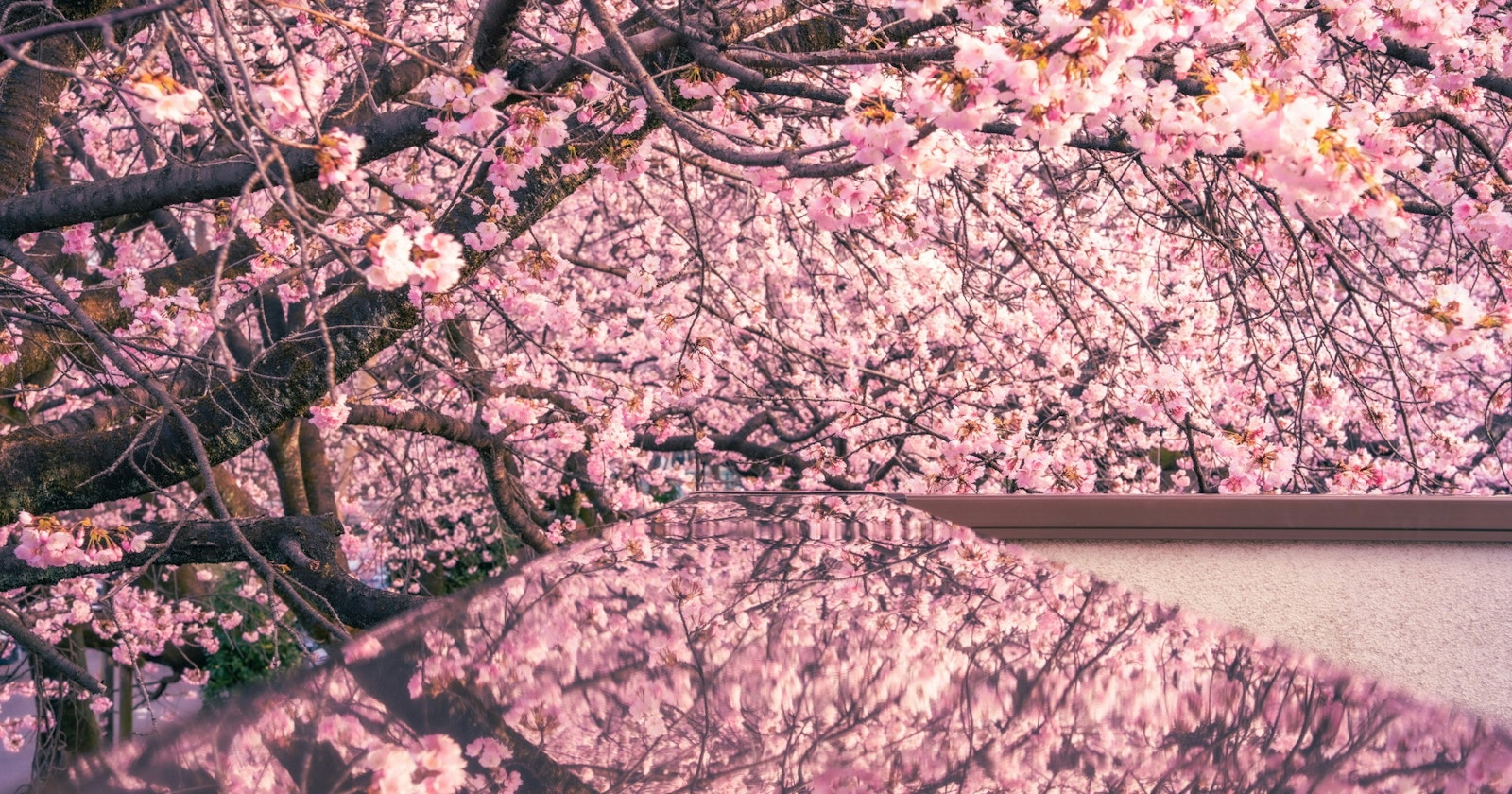 cizucu主宰『Spring Swing』| Challenge #201