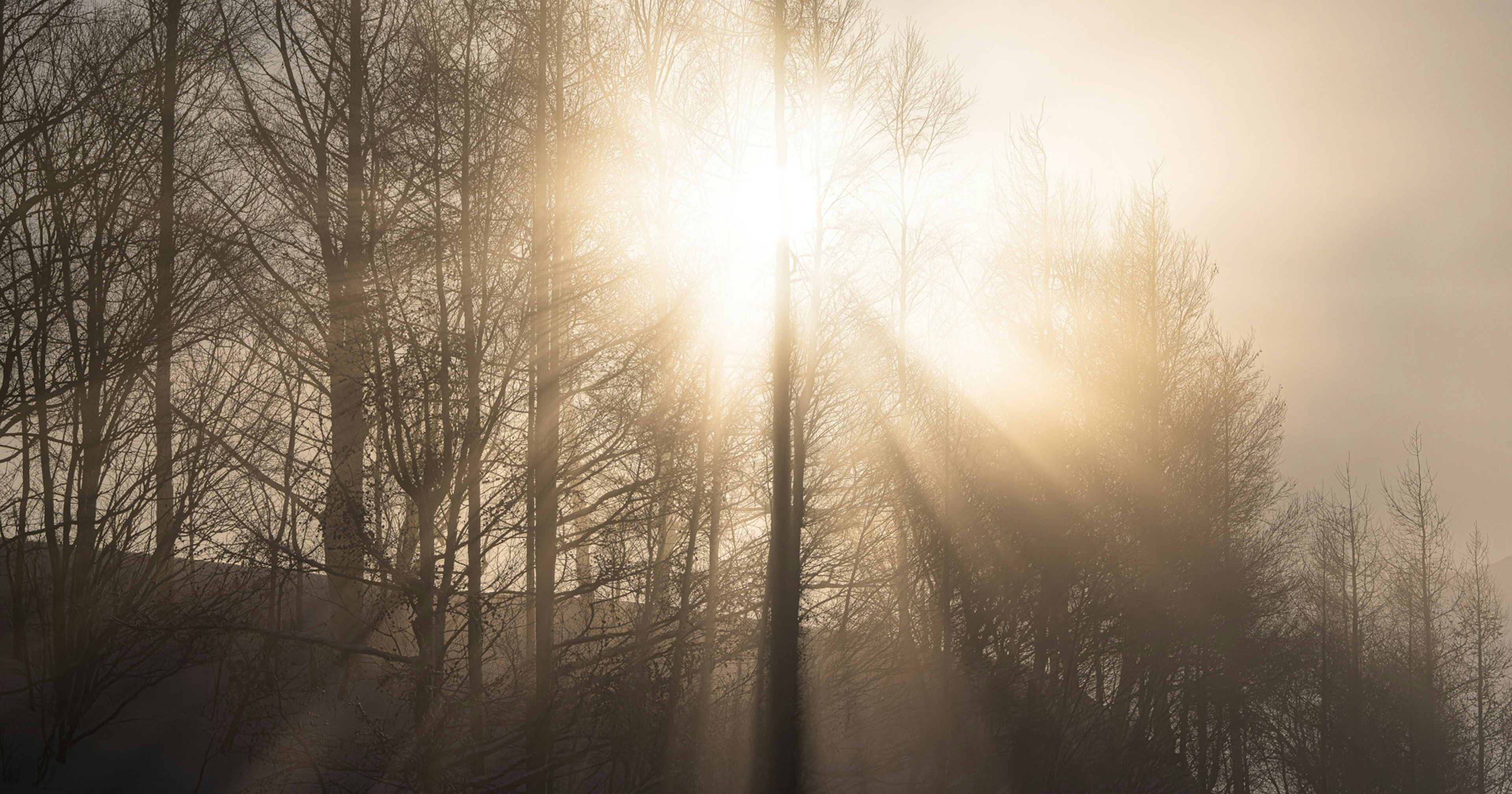 2024-08-backlight-photography-cover-image
