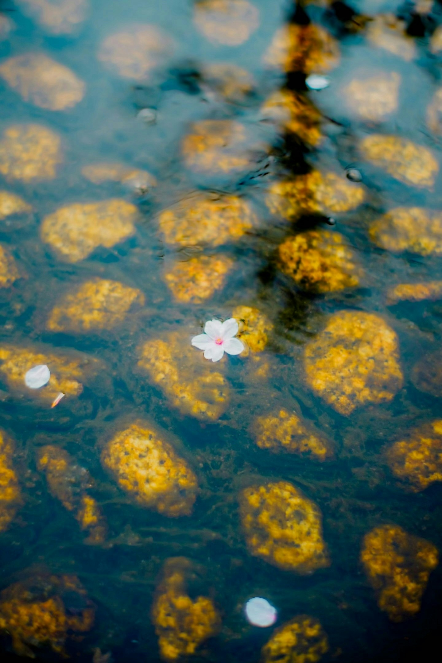 2026-04-find-new-pieces-flower-image-12