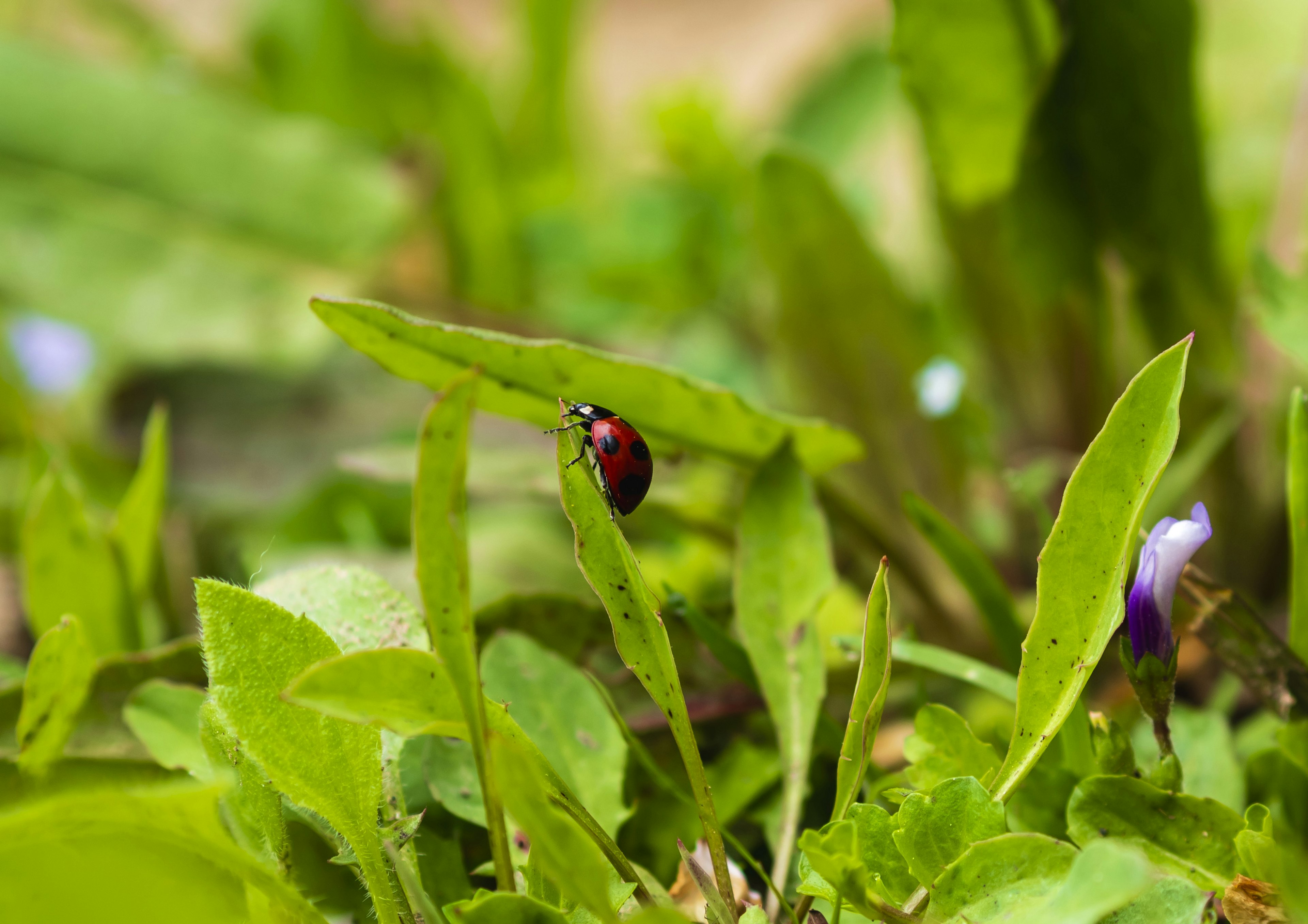 2024-04-macro-world-of-insects-image-11