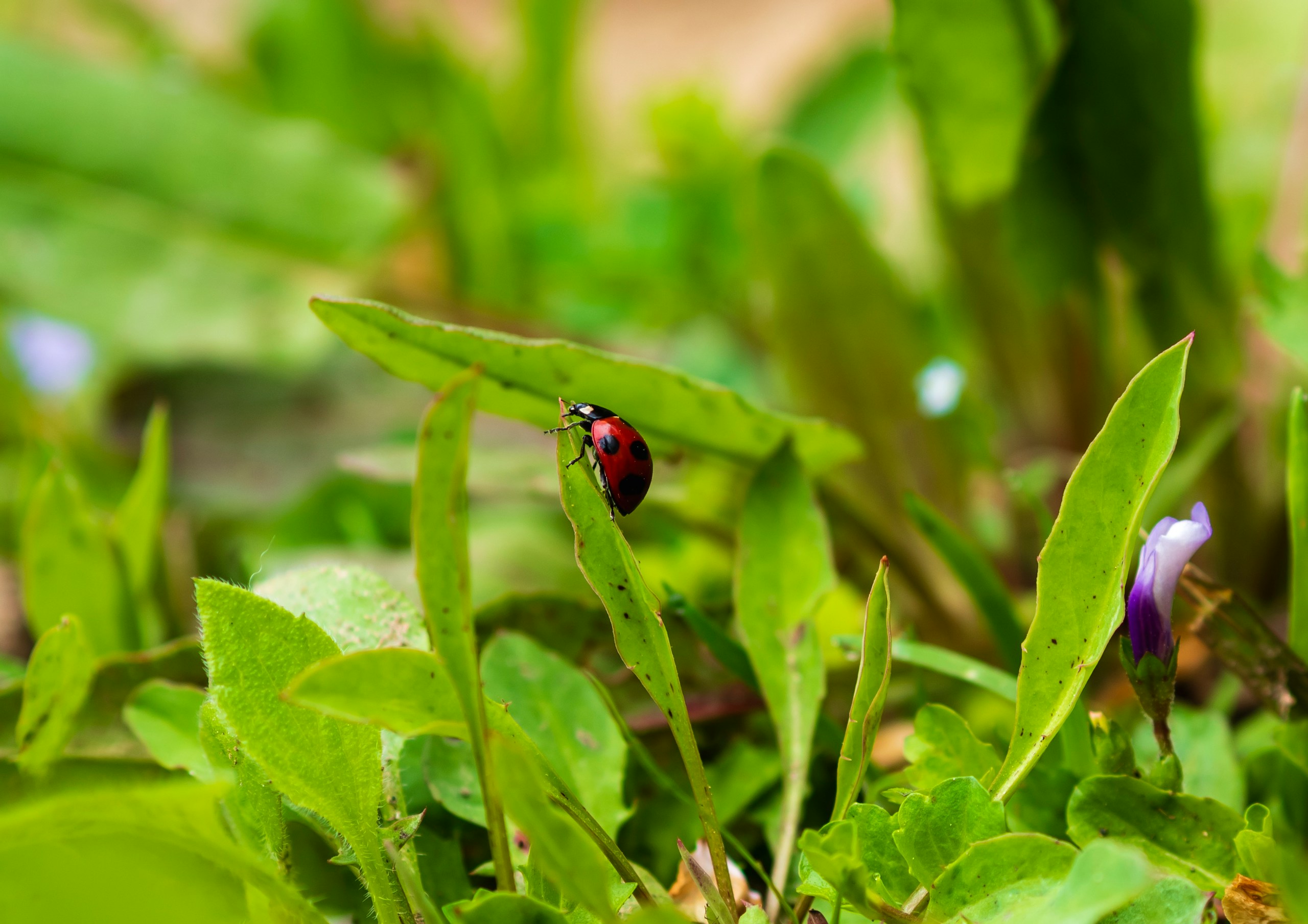 2024-04-macro-world-of-insects-image-11