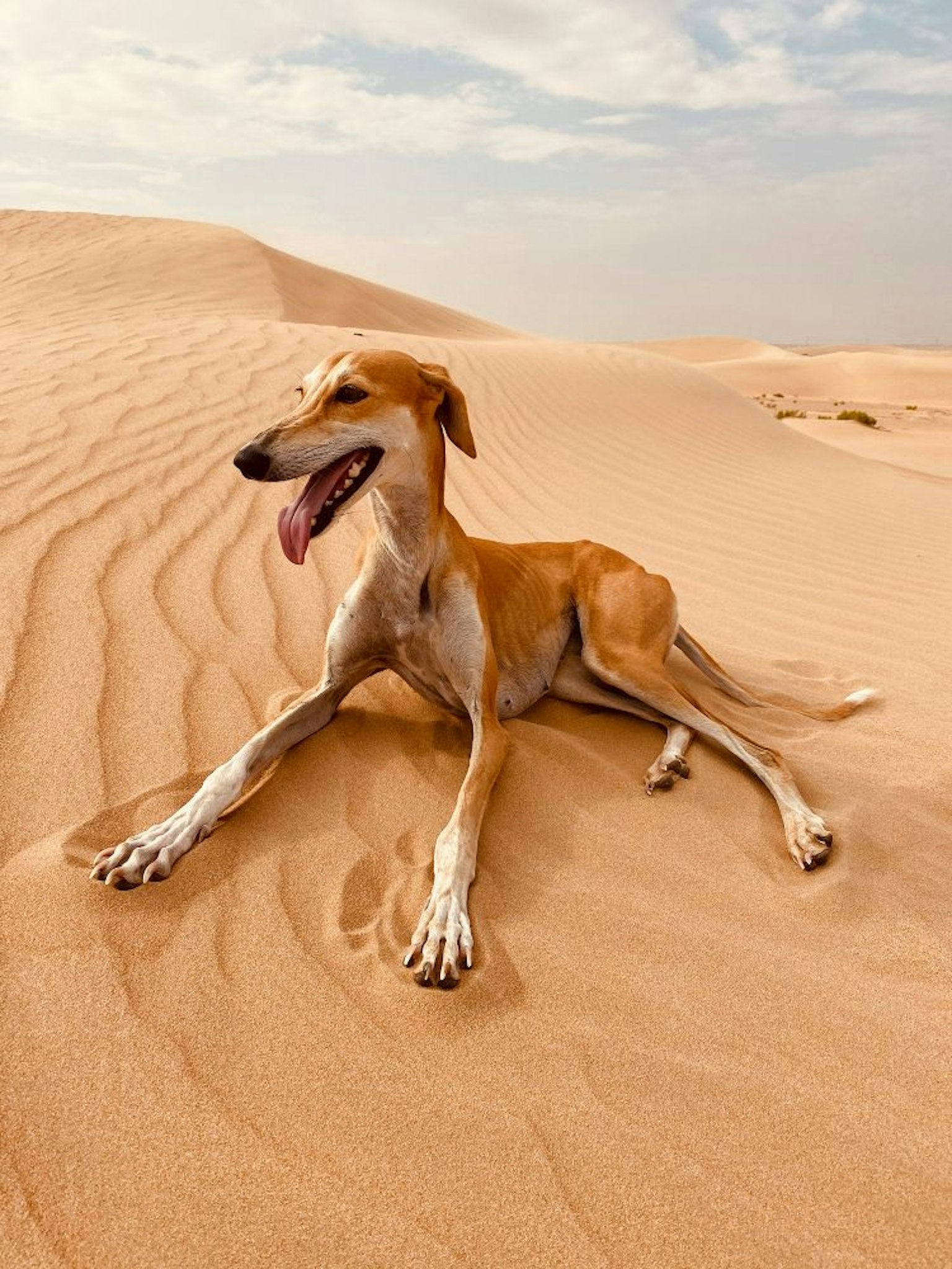 2023-08-the-iphone-photography-awards-image-15