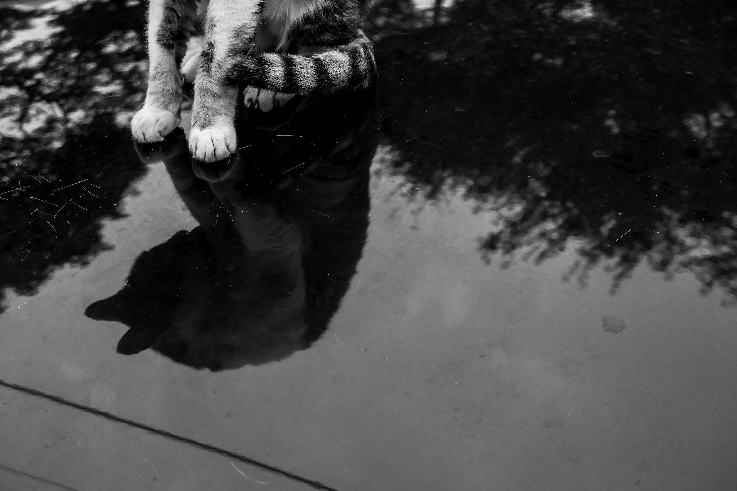 2026-04-find-new-pieces-cat-image-64