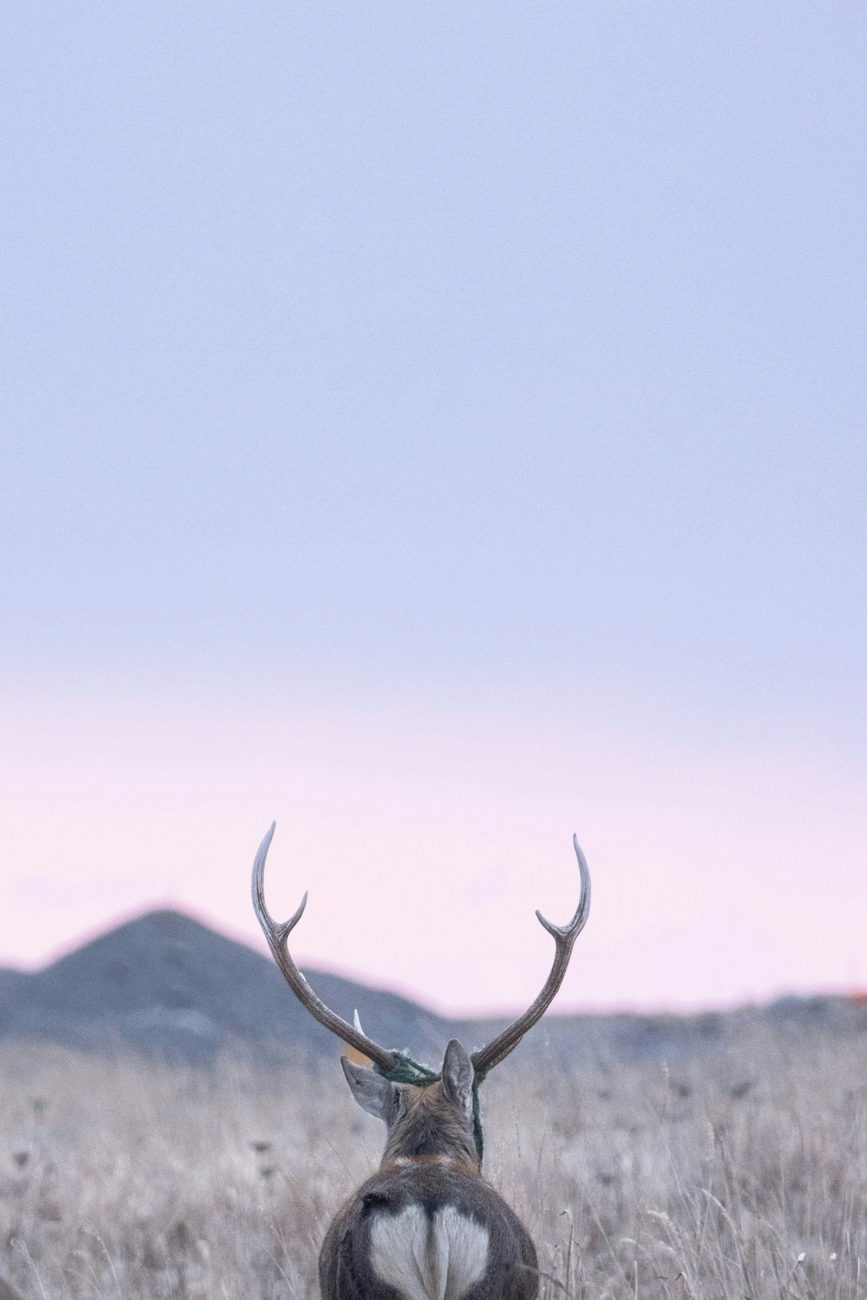 2025-05-negative-space-in-nature-photography-image-4