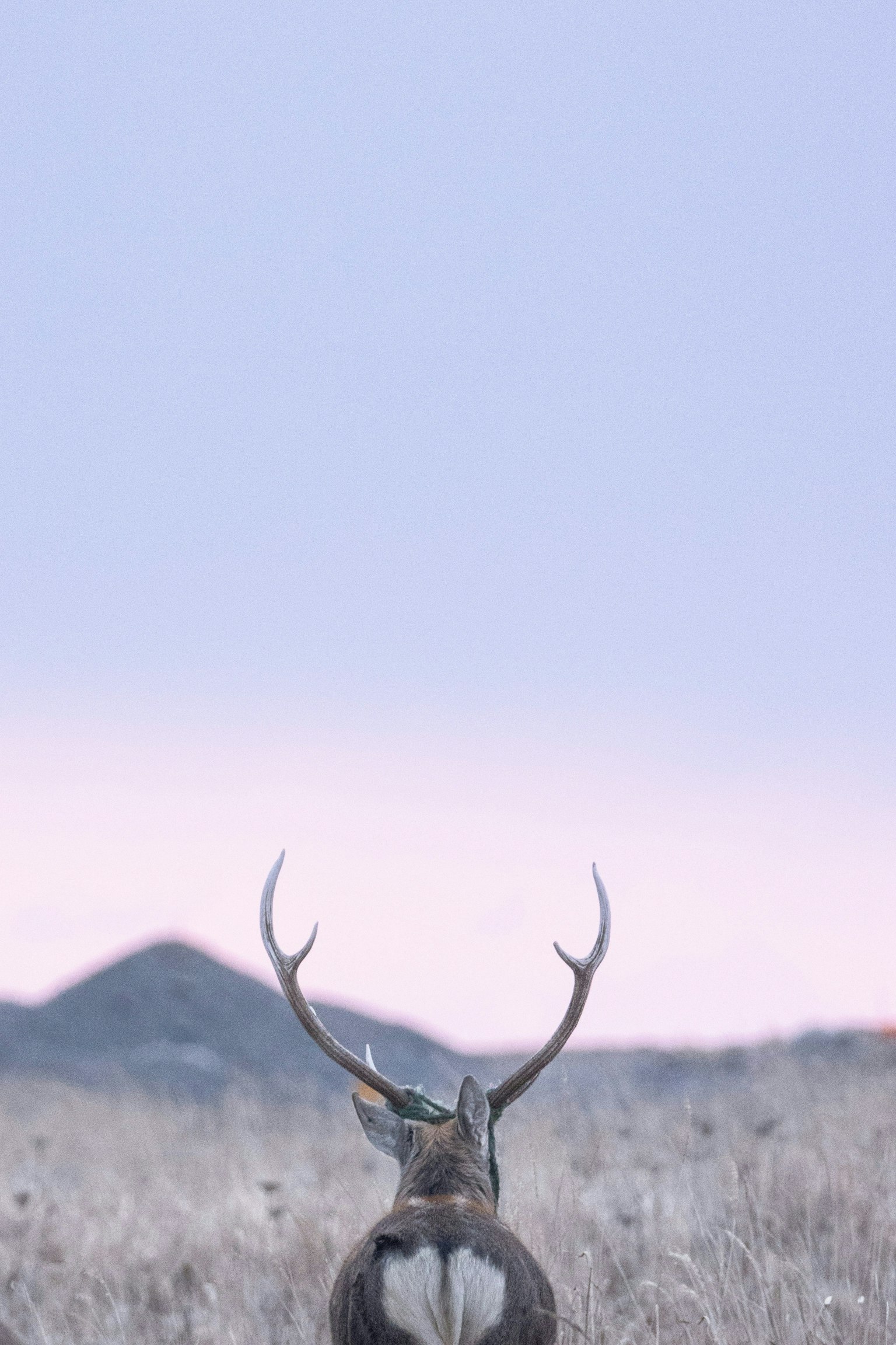 2025-05-negative-space-in-nature-photography-image-4
