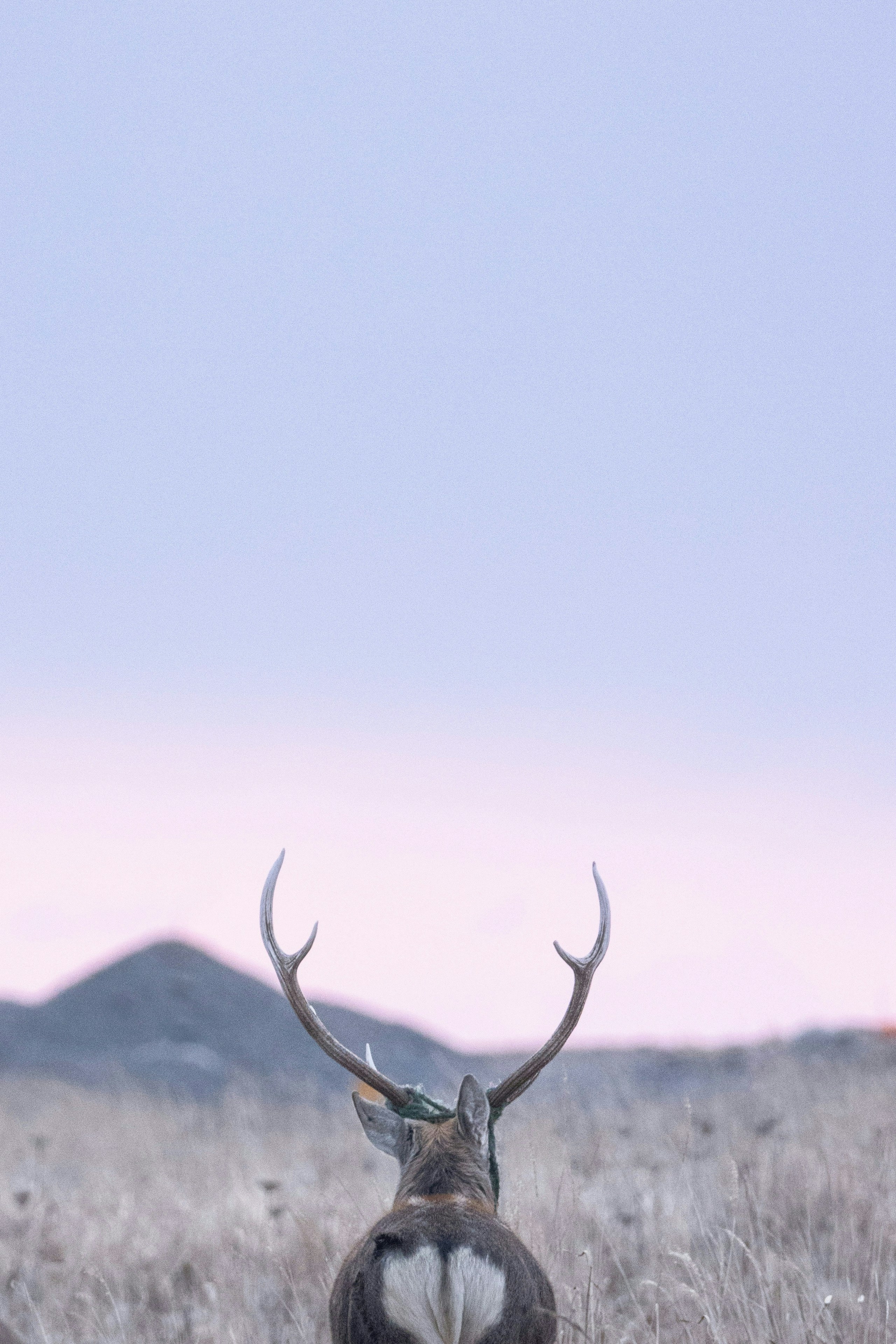2025-05-negative-space-in-nature-photography-image-4