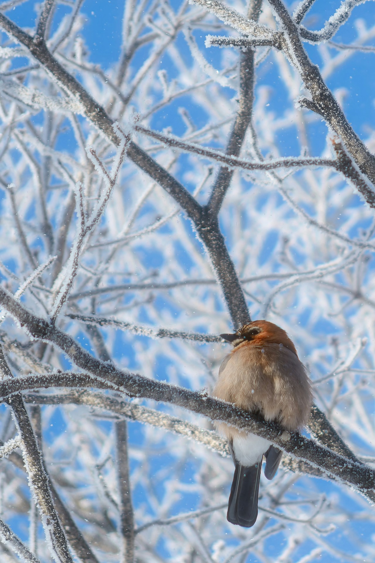 #Hokkaido | Des lieux de photographie à visiter au moins une fois | Focus #71
