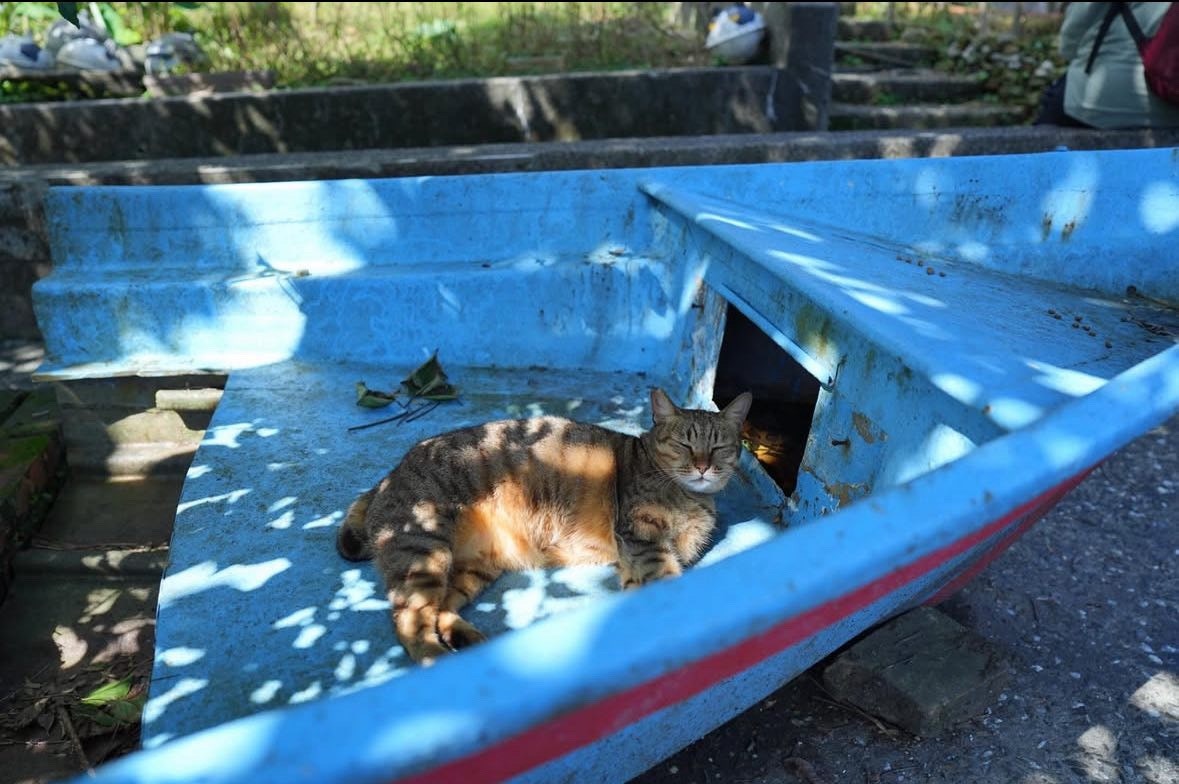 2026-04-find-new-pieces-cat-image-70