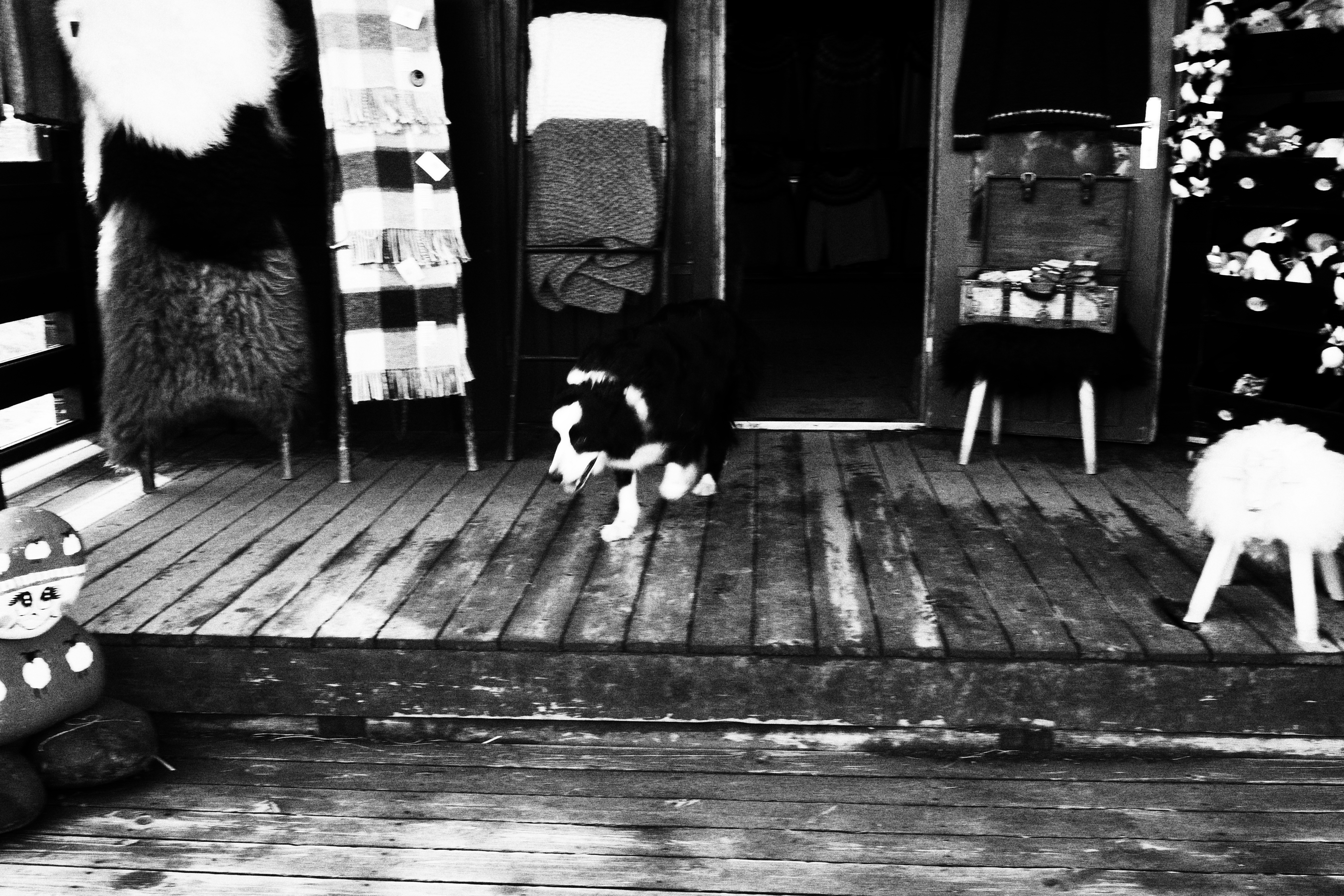 2026-09-find-new-pieces-dog-image-18
