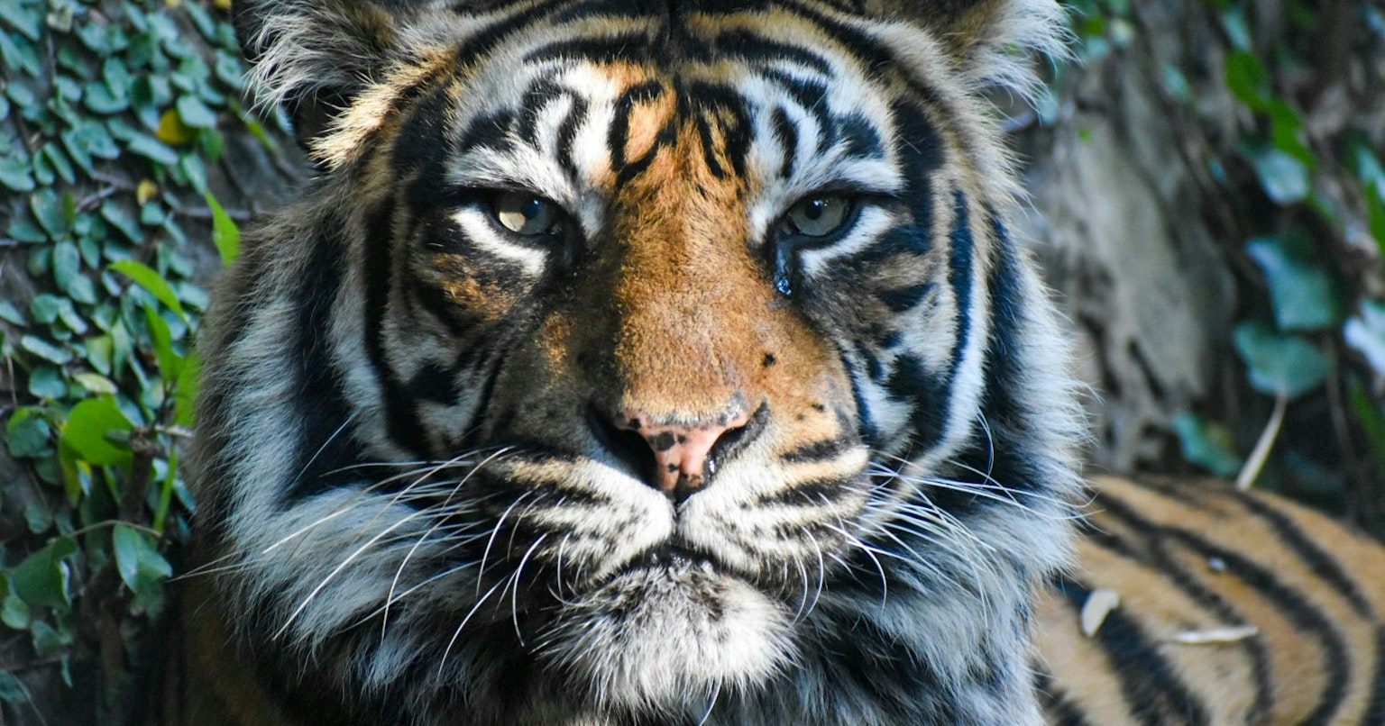 2025-09-animal-voice-in-photography-cover-image