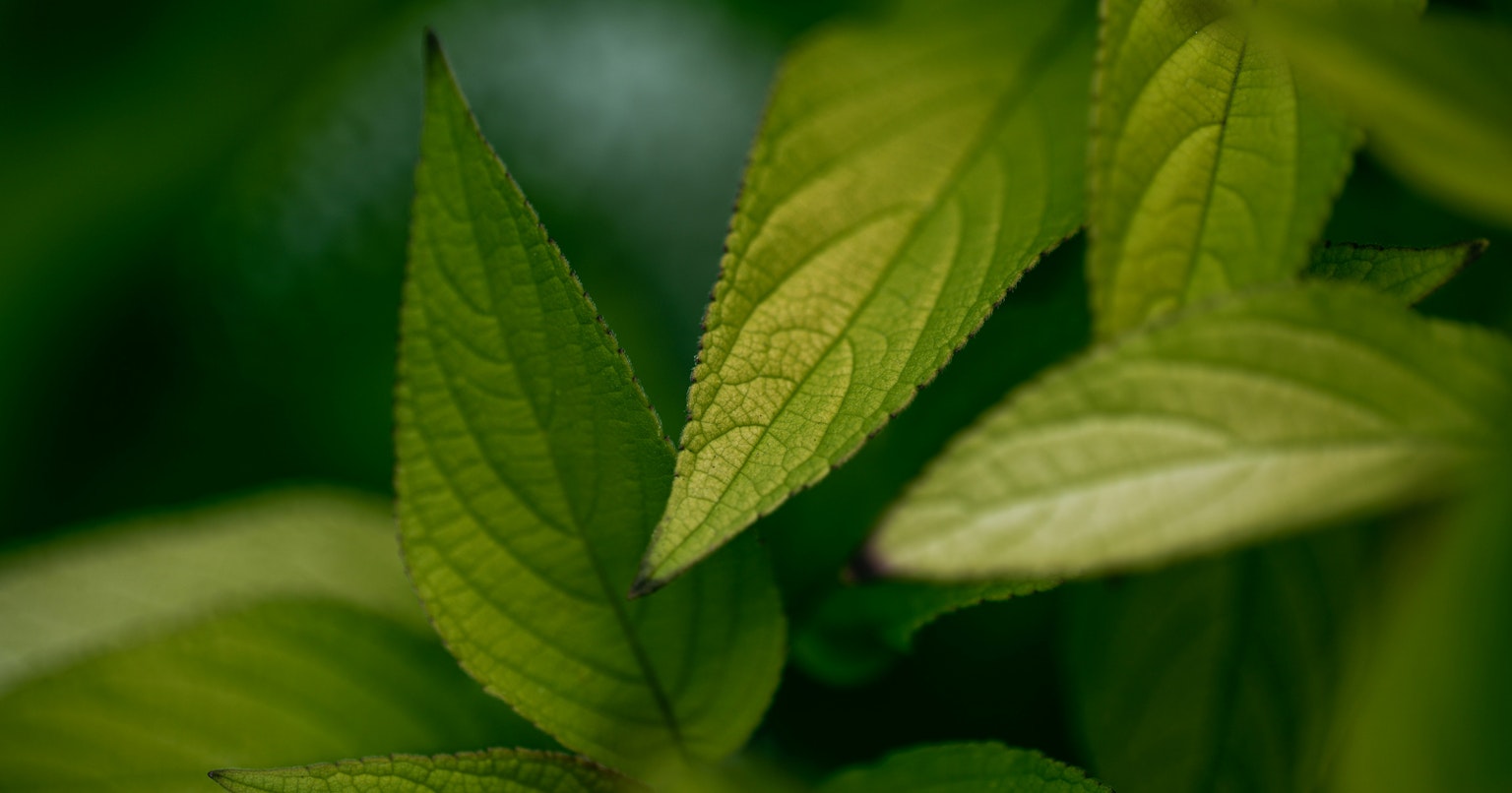 2024-12-halide-mark-iii-cover-image