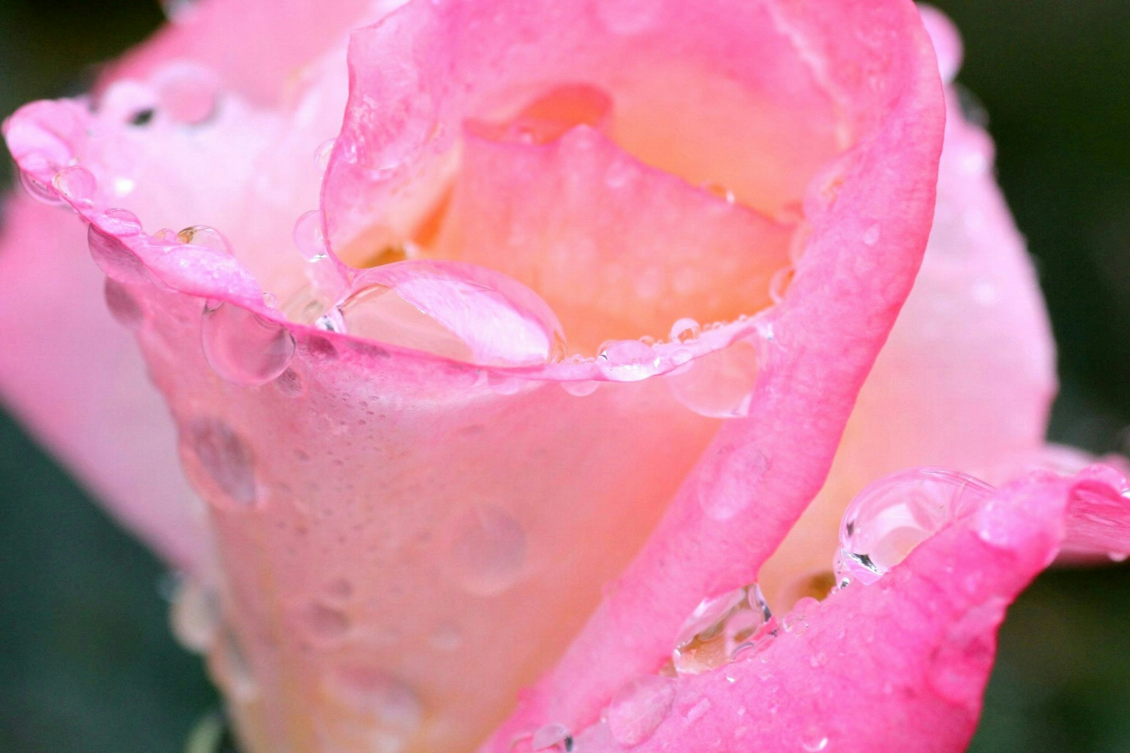 2025-05-living-with-rain-image-10