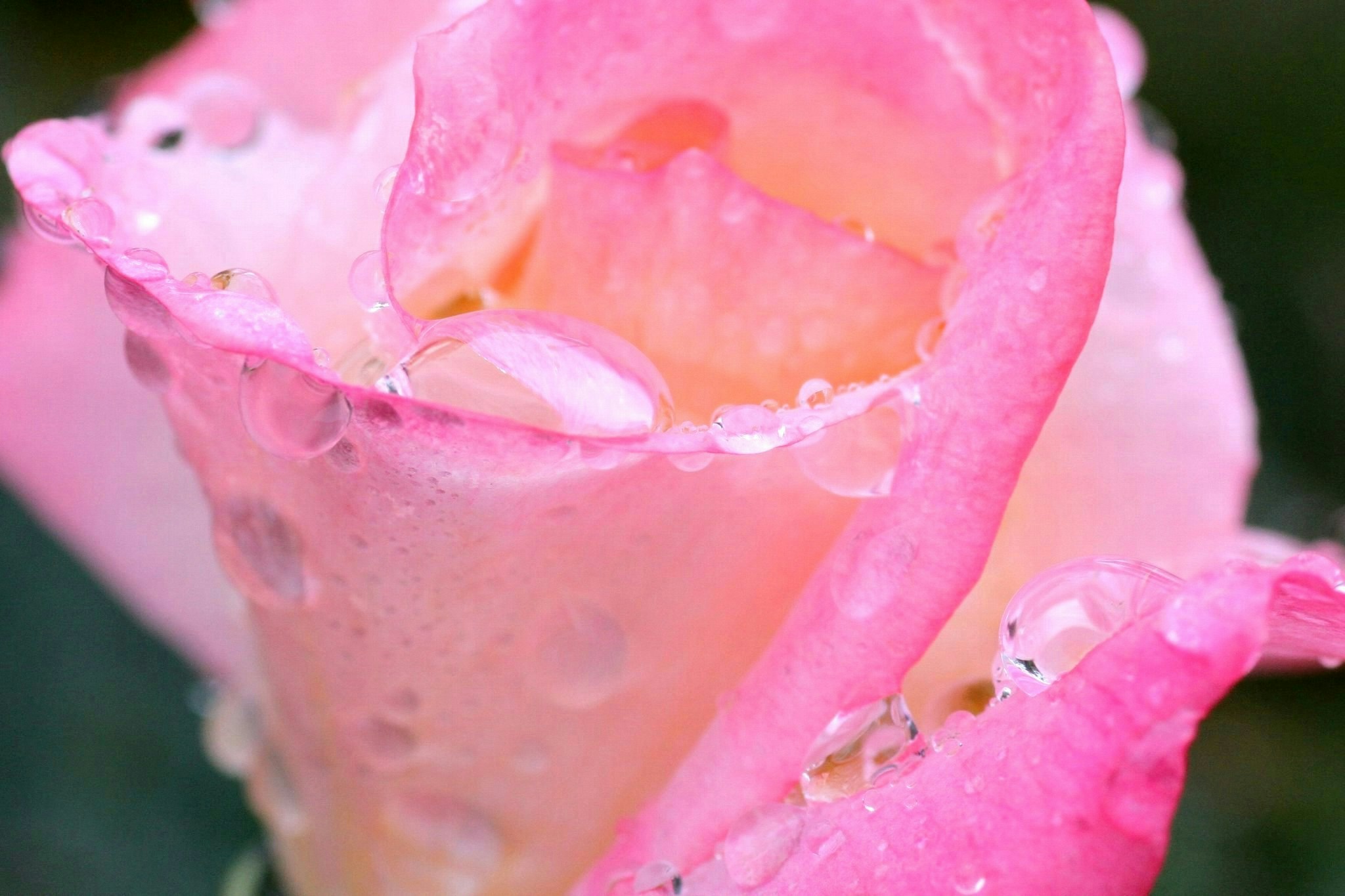 2025-07-living-with-rain-award-image-12