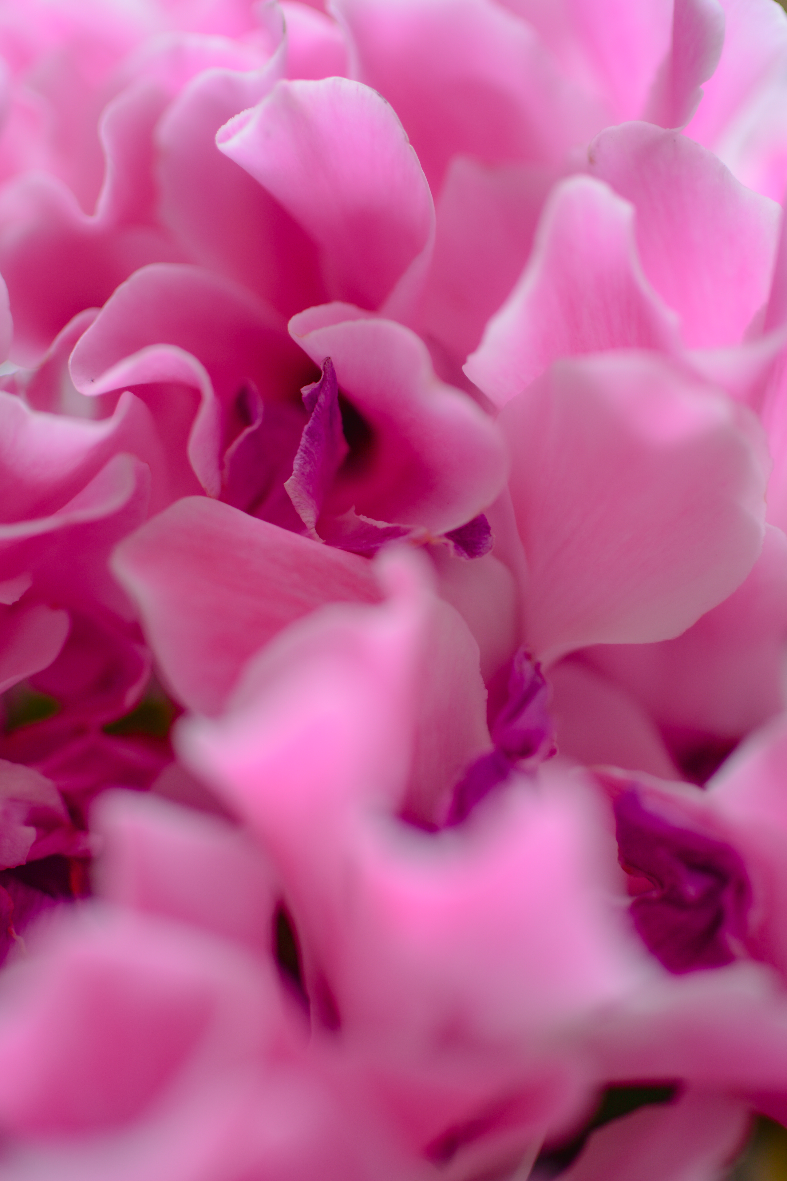 2024-01-natures-whisper-image-8
