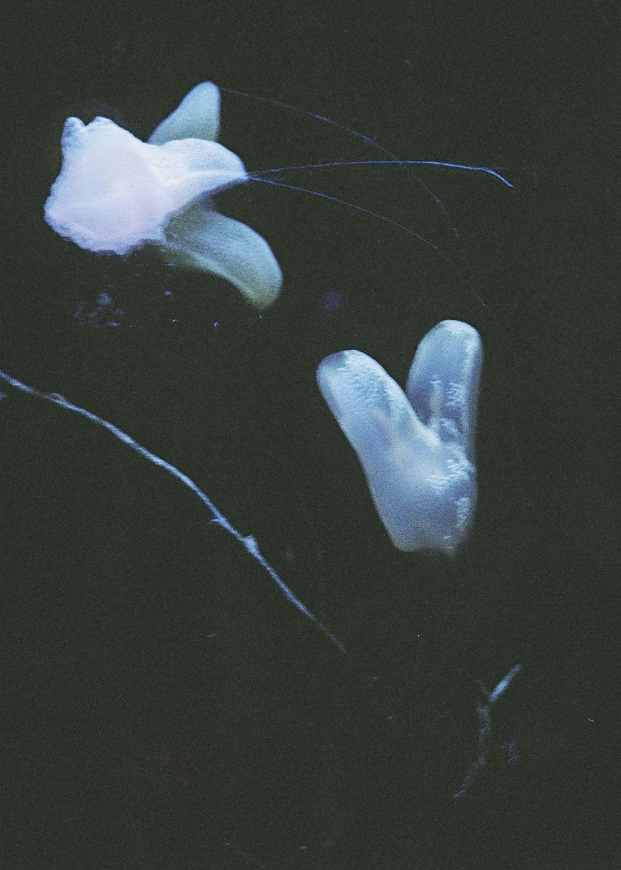 2026-09-olympus-pen-ft-limited-frames-image-12