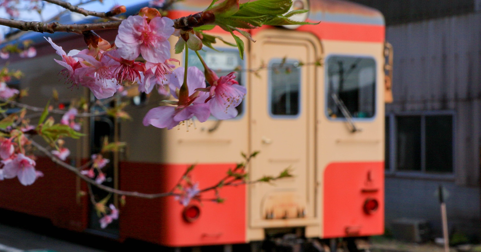สรุปช่วงเวลาบานของซากุระและเคล็ดลับการถ่ายภาพ | Release #87