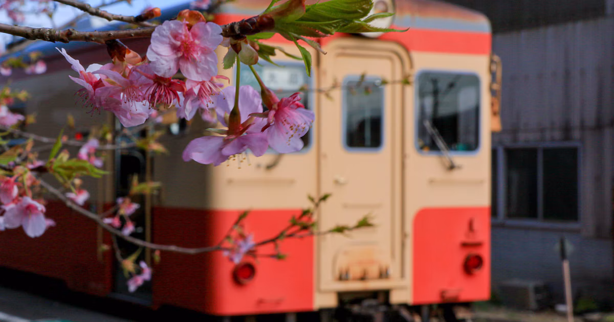 Cherry Blossom Blooming Times and Photography Tips: Gadgets Transforming Photography from Abroad | Release #87