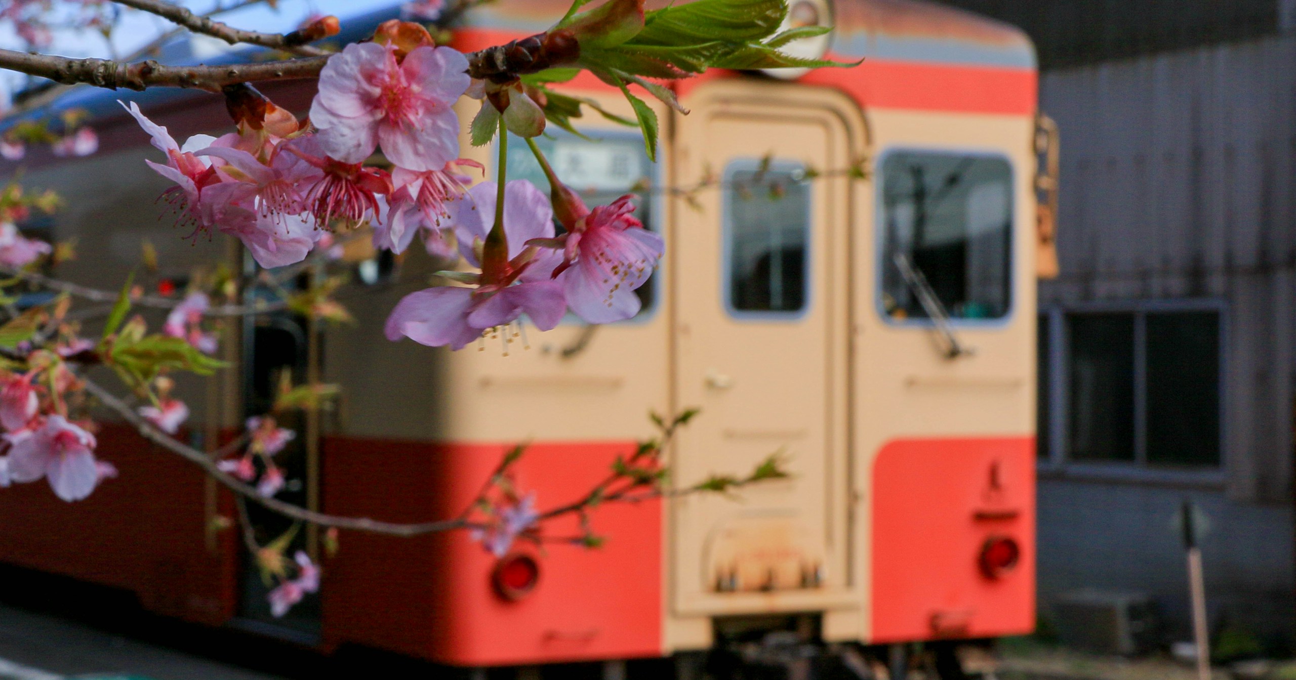 Cherry Blossom Blooming Times and Photography Tips: Gadgets Transforming Photography from Abroad | Release #87