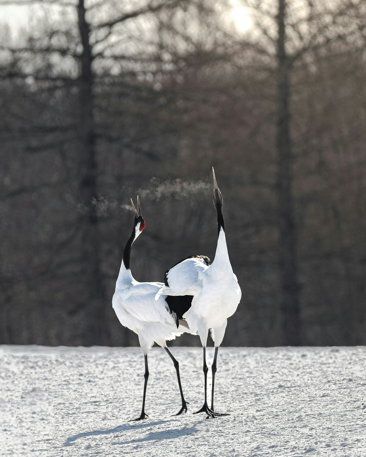 2025-09-animal-voice-in-photography-image-5