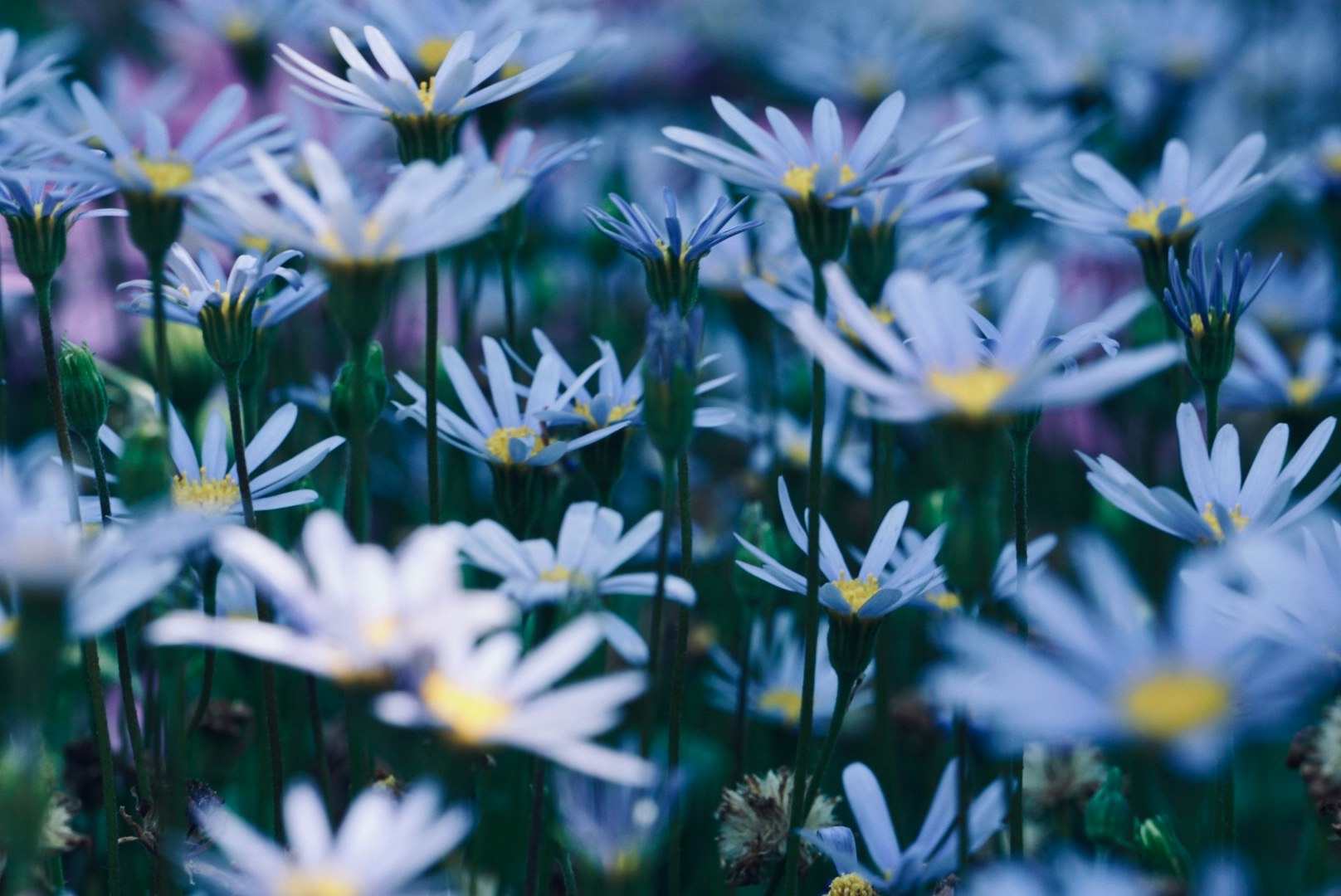 2026-03-selective-focus-floral-photography-cover-image
