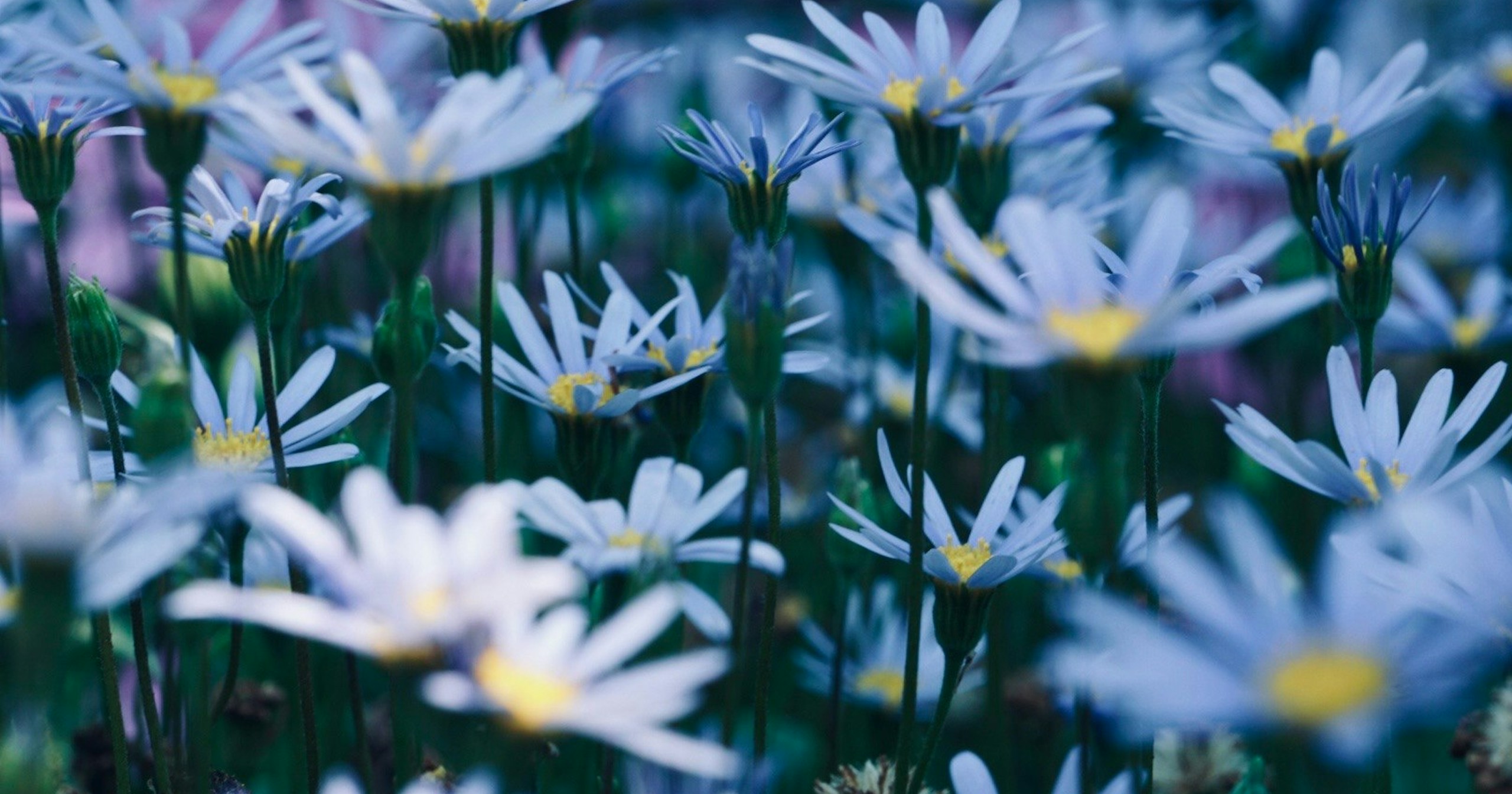 Confier son âme à une seule fleur. Saisir la lumière subtile qui fait vibrer le printemps | Knowledge #448