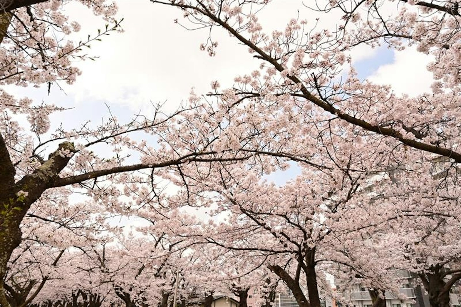 2025-12-parks-vibes-award-image-48