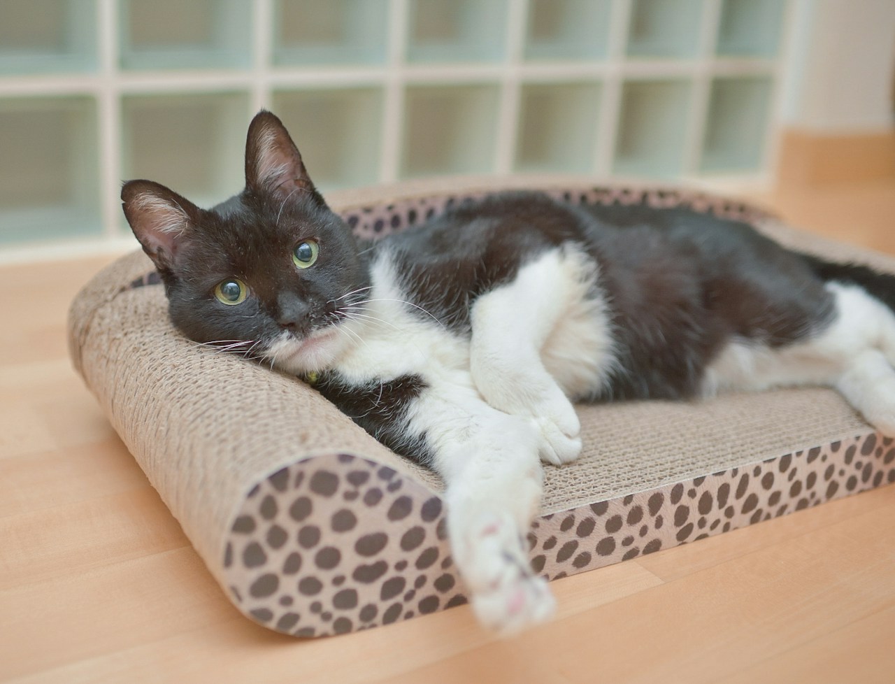Learning from Life with Your Beloved Cat | Cat Photographer Sayo | ISSUE #31