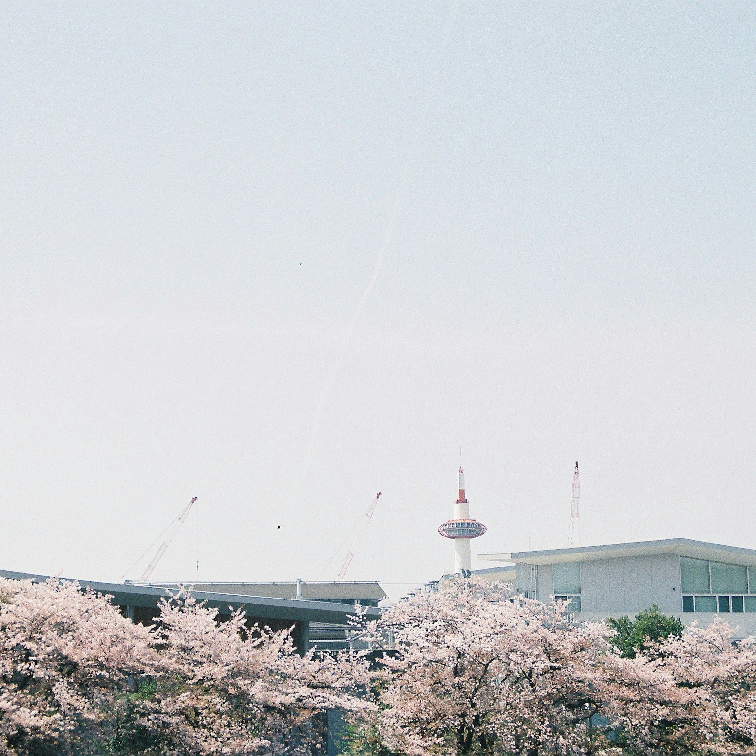 2024-03-guide-of-sakura-photography-cover-image